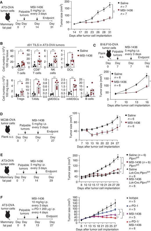 Figure 6. The inhibition of PTP1B in T cells promotes antitumor immunity. A and B, AT3-OVA mammary tumor cells were implanted into the fourth inguinal mammary fat pads of C57BL/6 mice. Mice were treated with MSI-1436 (5 mg/kg, i.p.) or saline on days 14, 17, 20, 23, 26, and 29 after tumor cell implantation. Tumor growth was monitored (A), and TILs including CD4+, CD8+ T cells, CD19+ B cells, NK1.1+TCRβ− NK cells, CD11c+ DCs, CD4+CD25+FoxP3+ Tregs, CD11b+F4/80hiLy6C−Ly6G− TAMs, granulocytic CD11b+F4/80hi/loLy6CintLy6G+ MDSCs (gMDSCs), and monocytic CD11b+F4/80hi/loLy6C+Ly6G− MDSCs (mMDSCs) were analyzed by flow cytometry (B). B16F10-OVA (C) or MC38-OVA (D) tumor cells were xenografted into the flanks of C57BL/6 male mice. Mice were treated every 3 days with saline or MSI-1436 (5 mg/kg, i.p.) once tumors (40–50 mm2) were established (days 7, 10, and 13 for B16F10-OVA tumors or days 7, 10, 13, 16, 19, and 22 for MC38-OVA tumors), and tumor growth monitored. E, AT3-OVA tumor cells were implanted into the fourth inguinal mammary fat pads of Ptpn1fl/fl versus Lck-Cre;Ptpn1fl/fl mice. After tumors were established, mice were treated every 3 days with saline or MSI-1436 (5 mg/kg, i.p. on days 14, 17, 20, 23, and 26) and tumor growth monitored. F, AT3-OVA tumor cells were implanted into the fourth inguinal mammary fat pads of C57BL/6 mice. Mice were treated with MSI-1436 (10 mg/kg, i.p. on days 13, 16, 19, 22, and 25) and either anti–PD-1 (αPD-1) or isotype control (200 μg, i.p. in each case on days 13, 17, 21, and 24) alone or MSI-1436 plus αPD-1. Tumor growth was monitored, and tumor weights were determined. Representative results (means ± SEM) from at least two independent experiments are shown. Significance for tumor sizes in A and C–F was determined using a two-way ANOVA test and for TILs in B using a two-tailed Mann–Whitney U test. *, P < 0.05; **, P < 0.01; ***, P < 0.001.