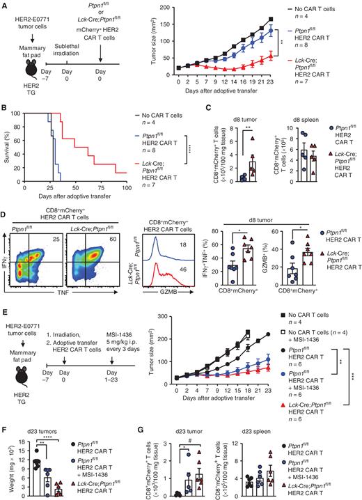 Figure 7. Targeting PTP1B enhances CAR T-cell cytotoxicity and efficacy. A–D, HER2-E0771 mammary tumor cells were injected into the fourth inguinal mammary fat pads of female HER2 TG mice. Seven days after tumor injection, HER2 TG mice received total body irradiation (4 Gy) followed by the adoptive transfer of 2 × 107 HER2 CAR T cells generated from Ptpn1fl/fl or Lck-Cre;Ptpn1fl/fl splenocytes. Tumor growth (A) and survival (B) were monitored, and CD45+CD8+mCherry+ CAR T-cell infiltrates (C) were determined by flow cytometry at day 8 after adoptive transfer. D, Tumor-infiltrating HER2 CAR T cells were stimulated with phorbol 12-myristate 13-acetate/ionomycin in the presence of Golgi Stop/Plug and stained for intracellular IFNγ and TNF. Intracellular GZMB was detected in unstimulated CD8+ HER2 CAR T-cell tumor infiltrates. E–G, Tumor-bearing HER2 TG mice were treated every 3 days with saline or MSI-1436 (5 mg/kg, i.p.) on days 1, 4, 7, 10, 13, 16, and 19 after adoptive HER2 CAR T-cell transfer, and tumor growth was monitored and tumor weights were determined (F). G, CD8+mCherry+ HER2 CAR T-cell infiltrates were determined by flow cytometry at day 23 after adoptive transfer. Representative results (means ± SEM) from at least two independent experiments are shown. Significance for tumor sizes in A and E was determined using two-way ANOVA test. Significance for TILs and intracellular IFNγ, TNF, and GRZB levels in C and D was determined using a two-tailed Mann–Whitney U test; significance for tumor weights in F and TILs in G was determined using a one-way ANOVA test or two-tailed Mann–Whitney U test (#, P < 0.05) and in B using a log-rank (Mantel–Cox) test. *, P < 0.05; **, P < 0.01; ***, P < 0.001; ****, P < 0.0001.