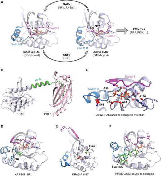 A Structure is Worth a Thousand Words: New Insights for RAS and RAF ...