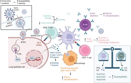Figure 1. Host factors associated with SARS-CoV-2 infection and/or severity. Known factors include increased expression of proteins required for viral entry, HLA alleles and haplotypes, alterations in the production of innate inflammatory cytokines, and alterations in both B-cell and T-cell counts. Fahrner and colleagues add to this work by demonstrating that a Th2/Tc2-dominant T-cell response is associated with susceptibility to SARS-CoV-2 infection. IRF, interferon regulatory factor.