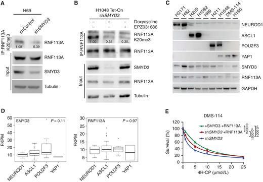SMYD3–RNF113A methylation signaling in SCLC cell lines. A, Immunodetection of endogenous RNF113A K20me3 following immunoprecipitation of total RNF113A in SCLC H69 cells transduced with shRNA targeting SMYD3 (shSMYD3) and a control nontargeting shRNA (shControl). Tubulin was used as a loading control. B, Immunoblot analysis with indicated antibodies as in A of H1048 SCLC cells expressing doxycycline-inducible shSMYD3 or treated with SMYD3i (EPZ031686). Tubulin was used as a loading control. C, Immunoblot analysis with indicated antibodies using lysates obtained from human SCLC cell lines representing all four molecular subtypes (NAPY) classified by expression of specific markers (NEUROD1+; ASCL1+; POU2F3+; YAP1+). GAPDH was used as a loading control. D,SMYD3 and RNF113A expression in human samples representing different molecular SCLC subtypes. Boxes represent 25th to 75th percentiles; whiskers: 10% to 90%; center line: median. P values were calculated by the Kruskal–Wallis test. Analyses were performed using FPKM data for each specified gene obtained from ref. 34. NAPY SCLC subclassification was based on the original classification from ref. 32. E, Analysis of DMS-114 SCLC cell line growth response to increasing concentrations of 4H-CP. Cells were transduced with doxycycline-inducible shSMYD3 and complemented with the expression of RNF113A or both SMYD3 and RNF113A. The percentage of viable cells under each condition was normalized to vehicle-treated (control) cells. Each condition represents the mean of three technical replicates from two independent experiments. P values were calculated by two-way ANOVA with the Tukey test for multiple comparisons. Data are represented as nonlinear regression with mean ± SEM. In all panels, representative of at least three independent experiments is shown unless stated otherwise. The numbers below the immunoblot lines represent the relative signal quantification (see also Supplementary Table S5).