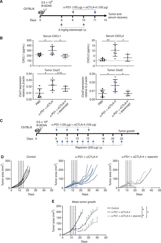Immunotherapy with anti–PD-1 + anti–CTLA-4 checkpoint inhibitors determines CXCL1/2 release from tumors in a TNFα-dependent manner that is actionable upon CXCR1/2 inhibition. A, Scheme showing experiments in B16OVA-bearing mice treated as indicated. B, Concentrations and mRNA expression of CXCL1 and CXCL2 within the tumors and serum from mice on the indicated treatment regimens. C, Schematic representation of experiments in which mice receive checkpoint inhibitors in combination or not with reparixin given as a CXCR1/2 pharmacologic inhibitor. D, Shows individual tumor size follow-up and the fractions of mice completely rejecting their tumors. E, Summarizes tumor progression (mean ± SEM) and provides statistical comparisons. The significance is represented with asterisks: *, P < 0.05; **, P < 0.01; ***, P < 0.001; ****, P < 0.0001.