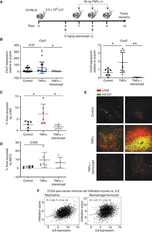 TNFα-induced CXCL1/2 causes neutrophil chemoattraction and NETosis in LLC syngeneic mouse tumors, and IL-8 correlates with neutrophil and macrophage infiltration in human malignances. A, Schematic representation of experiments in which subcutaneously engrafted Lewis lung carcinoma–derived tumors were injected inside the malignant nodules with TNFα as indicated, while some of the experimental groups received intraperitoneal injections of etanercept as indicated. i.t., intratumorally. B, Expression of mRNA encoding Cxcl1 (left) or Cxcl2 (right) in response to intratumoral TNFα injection as indicated. C–E, Tissue immunofluorescence quantitative analysis of the relative density of Ly6G+ granulocytes (C) and percentage of the area occupied by NETs (D), in the same tumors as in B. E, Representative confocal microscopy images showing granulocytes stained by a Ly6G-specific antibody. NETs were revealed by H3-CIT immunostaining. F, TCGA pan-cancer analyses correlating the expression of IL8 mRNA and transcriptional signatures denoting the relative abundance of neutrophils or macrophages as indicated. In A–E, dots represent individual tumors from one single experiment. The significance is represented with asterisks: *, P < 0.05; **, P < 0.01; ***, P < 0.001; ****, P < 0.0001.