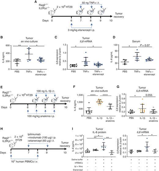 TNFα and IL-1β induce IL-8 on HT29-derived xenografted tumors in a manner also observed in humanized mice upon treatment with nivolumab + ipilimumab. A, Scheme representing experiments in which HT29 cells were xenografted in Rag2 IL2Rγc double-knockout mice, which in some instances were treated intratumorally (i.t.) with rTNFα and/or intraperitoneally with etanercept. Expression of IL-8 in the 48-hour tissue culture of 1 to 2 mm3 tumor fragments (B), IL8 mRNA expression (C), or the concentration of IL-8 in the sera (D) of the animals at the end of the experiments on day +10. E, Scheme of similar experiments consisting of the intratumoral injection of rIL-1β and intraperitoneal delivery of anakinra as indicated. The production of IL-8 to the supernatant of tumor-derived fragments (F) or the mRNA expression in the excised tumors (G) is shown. Dots in the figures represent individual tumors that were pooled from two independently performed experiments. H, Scheme representing experiments in which HT29 xenografted immunodeficient mice were humanized with peripheral blood mononuclear cells (PBMC) from a healthy human donor. I, Individual IL-8 concentrations in excised xenografted tumors from the indicated experimental groups (left) and IL8 mRNA expression in the tumor tissue (right). The significance is represented with asterisks: *, P < 0.05; **, P < 0.01; ***, P < 0.001; ****, P < 0.0001. hPBMC, humanized peripheral blood mononuclear cell; Ipi, ipilimumab; Nivo, nivolumab.
