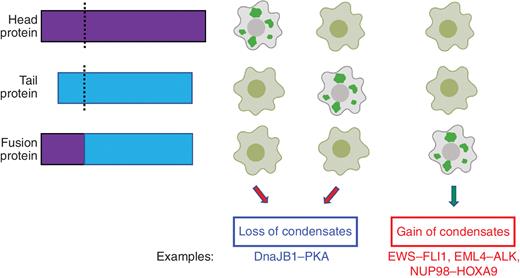 Figure 4. Alteration of phase-separation behavior by fusion proteins. Fusion proteins (bottom) formed by aberrant joining of head protein (top) and tail protein (middle) at their breakpoints (dash lines). The corresponding phase-separation phenotype (loss or gain of condensates) for each of these proteins are shown on the right. Each column of cell images represents one group for comparative purpose (cells harboring fusion proteins or their corresponding head or tail parent proteins). Specific examples for the gain or loss of condensates from literature are also shown.