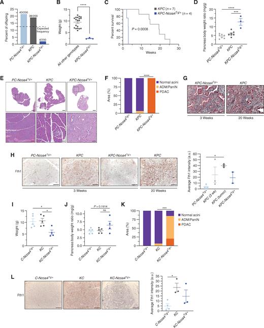 Enhanced NCOA4-mediated ferritinophagy accelerates PDAC initiation and worsens murine survival. A, Genotype frequency of Trp53fl/+; Pft1a-Cre; Ncoa4Tg/+ (PC-Ncoa4Tg/+), KrasLSL-G12D/+; Trp53fl/+; Pft1a-Cre (KPC), and KrasLSL-G12D/+; Trp53fl/+; Pft1a-Cre; Ncoa4Tg/+ (KPC-Ncoa4Tg/+) among 200 genotyped offspring mice; dotted line represents expected frequency of genotypes (12.5%). B, Body weight of KPC-Ncoa4Tg/+ mice versus mice of all other genotypes measured at 3 weeks of age. C, Kaplan–Meier analysis comparing overall survival of KPC-Ncoa4Tg/+ (n = 4) versus KPC (n = 7) mice. Log-rank test, P = 0.0008. D, Pancreas–to–body weight ratio of PC-Ncoa4Tg/+, KPC, and KPC-Ncoa4Tg/+ mice. E, Hematoxylin and eosin staining of representative pancreata from PC-Ncoa4Tg/+, KPC, and KPC-Ncoa4Tg/+ mice harvested at 3 weeks of age. Bottom row panels are magnifications of top row images. Top row scale bars = 500 μm. Bottom row scale bars = 100 μm. F, Quantification of normal acinar, acinar-to-ductal metaplasia (ADM)/PanIN, and PDAC area in PC-Ncoa4Tg/+ (n = 2), KPC (n = 4), and KPC-Ncoa4Tg/+ (n = 2) mice harvested at 3 to 4 weeks of age. G, Trichrome staining of representative PDAC tumors from a 3-week-old KPC-Ncoa4Tg/+ mouse and a 20-week-old tumor-bearing KPC mouse. H, Fth1 immunostaining of pancreata from PC-Ncoa4Tg/+, KPC, and KPC-Ncoa4Tg/+ mice at 3 to 4 weeks of age and tumor-bearing KPC mice. Scale bars, 50 μm. Quantification of average intensity in arbitrary units (a.u.; 5 random fields per sample; n = 2–4 mice/group; error bars, SEM). I, Body weight of C-Ncoa4Tg/+ (n = 5), KC (n = 5), and KC-Ncoa4Tg/+ (n = 4) mice measured at 3 weeks of age. J, Pancreas–to–body weight ratio of C-Ncoa4Tg/+ (n = 5), KC (n = 5), and KC-Ncoa4Tg/+ (n = 4) mice measured at 3 weeks of age. K, Quantification of normal acinar, ADM/PanIN, and PDAC area in C-Ncoa4Tg/+ (n = 5), KC (n = 6), and KC-Ncoa4Tg/+ (n = 3) mice harvested at 3 to 4 weeks of age. L, Fth1 immunostaining of pancreata from C-Ncoa4Tg/+, KC, and KC-Ncoa4Tg/+ mice at 3 to 4 weeks of age. Scale bars = 50 μm. Quantification of average intensity in arbitrary units (5 random fields per sample; n = 3–4 mice/group; error bars, SEM). For B, F, and K, significance was determined with the t test. ***, P < 0.001; ****, P < 0.0001. Error bars ± SEM. For D, H–J, and L, significance was determined using ANOVA. ns = not significant: P > 0.05; *, P < 0.05; ***, P < 0.001; ****, P < 0.0001. Error bars ± SEM.