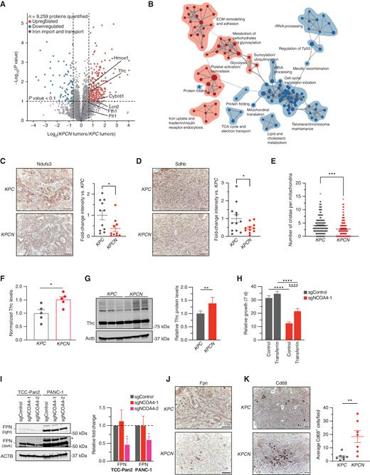 NCOA4-mediated ferritinophagy supports mitochondrial ISC protein levels and mitochondria structure in murine PDAC tumors. A, Volcano plot illustrates statistically significant protein abundance differences in KPCN versus KPC tumors. Volcano plots display the −log10 (P) versus the log2 of the relative protein abundance of mean KPCN to KPC tumors (n = 5 tumors per genotype; proteins with log2 fold change between −4 and 4 are graphed). Purple circles represent iron transport proteins identified in the data set. Red circles represent significantly upregulated proteins (log2 fold change >0.7), whereas blue circles represent significantly downregulated proteins (log2 fold change <−0.7). B, Enrichment map of GSEA-Reactome of KPCN compared with KPC tumor proteomes (P < 0.005; FDR q value <0.05; Jaccard coefficient >0.5). Node size is related to the number of components identified within a gene set, and the width of the line is proportional to the overlap between related gene sets. GSEA terms associated with upregulated (red) and downregulated (blue) proteins are colored accordingly and grouped into nodes with associated terms. ECM, extracellular matrix; TCA, tricarboxylic acid. C, Ndufs3 immunostaining of tumors from KPC and KPCN tumors at endpoint; representative image is displayed. Scale bars, 50 μm. Quantification of average intensity presented in relative fold change (5 random fields per sample, n = 10–11 mice/group; error bars, SEM). D, Sdhb immunostaining of tumors from KPC and KPCN tumors at endpoint, representative image displayed. Scale bars, 50 μm. Quantification of average intensity presented in relative fold change (5 random fields per sample; n = 11–12 mice/group; error bars, SEM). E, Quantification of mitochondrial cristae number from electron microscopy images of pancreata from KPC and KPCN mice (n = 3 mice/group; 40–100 mitochondria quantified for each mouse). F, Relative protein levels of Tfrc as measured in global KPC and KPCN proteome as in A, normalized to KPC Tfrc protein levels. G, Immunoblot showing Tfrc protein levels in lysates from tumor-derived cell lines from KPC and KPCN mice (n = 3 independent tumor-derived cell lines per genotype; quantification is of 3 KPC and 3 KPCN cell lines with 2 replicates). H, Relative proliferation measured at 7 days of TCC-Pan2 cells expressing sgControl versus sgNCOA4-1 treated with or without holo-transferrin (10 μmol/L). Values normalized to day 0. Error bars ± SD; n = 6 wells of a representative experiment of 3 independent experiments. I, Immunoblot showing ferroportin (SLC40A1/FPN) protein levels in lysates from TCC-Pan2 and PANC-1 cell lines lentivirally transduced with sgControl, sgNCOA4-1, or sgNCOA4-2 (* = nonspecific band). Relative fold-change quantification is of 3 replicates. J, Fpn immunostaining of tumors from KPC and KPCN tumors at endpoint; representative image is displayed; scale bars, 50 μm. K, Cd68 immunostaining of tumors from KPC and KPCN mice at endpoint. Representative field; scale bars, 50 μm; Cd68-positive cells indicated by asterisks. Quantification (at least 5 fields per sample) of average Cd68+ cells per field (n = 7 mice/group, error bars, SEM). For C–I and K, significance was determined with the t test. *, P < 0.05; **, P < 0.01; ***, P < 0.001; ****, P < 0.0001. Error bars for C–F and K ±  SEM and for G–I ±  SD.