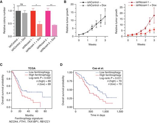 NCOA4-mediated ferritinophagy expression signature is a prognostic marker in human PDAC. A, Relative clonogenic growth of KPCY (KrasLSL-G12D/+; Trp53LSL-R172H/+; Pdx1-Cre; Rosa26YFP/YFP) murine PDAC cells expressing doxycycline (Dox)-inducible lentiviral short hairpin RNAs (shRNA): ishControl, ishNcoa4-1, and ishNcoa4-2 treated with or without doxycycline (100 ng/mL). Error bars ± SD; triplicate wells of a representative experiment of 3 independent experiments; significance determined by a two-sided t test. ns = not significant: P > 0.1; *, P < 0.05; **, P < 0.01. B,In vivo subcutaneous tumor growth in C57BL/6 mice of KPCY ishControl versus ishNcoa4-1 cells with and without doxycycline-containing food. Doxycycline was initiated after tumors reached an average of 75 mm3 (day 0 on graph). Error bars ± SEM; n = 6 mice per group. Significance was determined by a one-sided t test. ^, P < 0.1; *, P < 0.05; **, P < 0.01. C, Survival analysis with the log-rank test of a ferritinophagy gene expression signature (NCOA4, FTH1, TAX1BP1, and RB1CC1) in PDAC using the TCGA data set. D, Survival analysis with the log-rank test of a ferritinophagy gene expression signature (NCOA4, FTH1, TAX1BP1, and RB1CC1) in PDAC using the Cao et al. 2021 data set (37).