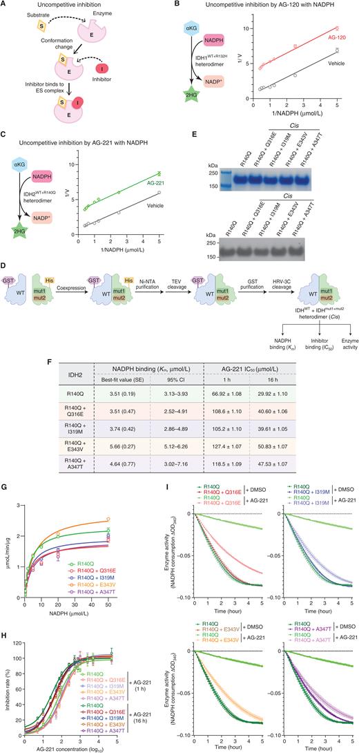Disabling Inhibition of Oncogenic IDH Mutations Drives