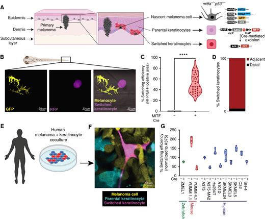Figure 1. Nascent melanoma cells are in direct communication with keratinocytes. A, Schematic representation of the genetic reporter system to identify melanoma/keratinocyte communication (created with BioRender.com). Left, the epidermal melanin unit is disrupted in primary melanoma; zoomed-in image shows nascent melanoma cells and keratinocytes in direct physical contact. Right, the genetic reporter system for detecting melanoma keratinocyte communication in zebrafish casper F0 embryos with the genotype p53−/− mitfa:BRAFV600E injected with the indicated melanocyte and keratinocyte reporter constructs (± mitfa:Cre). B, Representative image of an F0 zebrafish embryo with nascent melanoma cells overexpressing Cre and palmGFP in direct communication with a switched keratinocyte overexpressing RFP. Individual cells are pseudocolored as indicated. C, Percentage switching efficiency calculated as percentage of RFP-positive area normalized to GFP-positive area in 3 days post-fertilization (dpf) zebrafish embryos. Data represent n = 40 control fish (negative for mitfa-Cre) and n = 40 switch fish (positive for mitfa-Cre) pooled from 3 biological replicates. Error bars, SD; P values generated by two-tailed unpaired t test; ****, P < 0.0001. D, Bar plot showing percentage of switched keratinocytes (RFP-positive) in direct contact (adjacent) or not in direct contact (distal) with a nascent melanoma cell (palmGFP-positive). Data are pooled from 3 biological replicates (n = 60). E, Schematic representation of human melanoma/keratinocyte coculture (schematic created with BioRender.com). F, Representative confocal image of human melanoma/keratinocyte coculture with nonswitched keratinocytes, melanoma cells, and switched keratinocytes pseudocolored as indicated. G, Percentage switching efficiency in human keratinocytes when cocultured with zebrafish, mouse, or human melanoma cell lines calculated as the number of switched keratinocytes per well, normalized to the human melanoma cell line A375 (ratio: 1:3, keratinocyte:melanoma). No switching was observed in the absence of Cre-expressing melanoma cell lines. Data represent n = 6 for control cocultures (no Cre) and n = 6 for switched cocultures (+ Cre) pooled from 3 biological replicates for each cell line indicated. Error bars, SD.