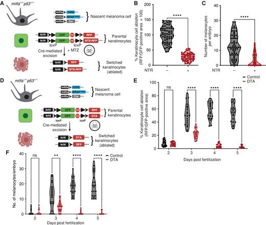 Figure 2. Melanoma/keratinocyte communication drives melanoma initiation. A, Schematic representation of the zebrafish genetic reporter system to detect melanoma/keratinocyte communication and specifically ablate melanoma-associated keratinocytes (RFP-positive, switched) using the transgenic expression of NTR2.0 and MTZ treatment (created with BioRender.com). B, Switched keratinocyte ablation calculated as percentage of RFP-positive area normalized to GFP-positive area in 3 days post-fertilization (dpf) zebrafish embryos (± NTR2.0 expression) in keratinocytes. Absolute values were normalized to no NTR control to calculate cell-ablation efficiency. Data represent n = 60 control fish (negative for NTR) and n = 60 NTR2.0 fish (positive for NTR) pooled from 3 biological replicates. Error bars, SD; P values generated by two-tailed unpaired t test; ****, P < 0.0001. C, Number of pigmented melanocytes per embryo in ± NTR conditions. Data represent n = 60 control fish and n = 60 NTR fish pooled from 3 biological replicates. Error bars, SD; P values generated by two-tailed unpaired t test; ****, P < 0.0001. D, Schematic representation of the zebrafish genetic reporter system to detect melanoma keratinocyte communication and specifically ablate melanoma-associated keratinocytes (RFP-positive, switched) using the transgenic expression of DTA (diphtheria toxin gene A chain; created with BioRender.com). E, Switched keratinocyte ablation calculated as percentage of RFP-positive area normalized to GFP-positive area in 2, 3, 4, and 5 dpf zebrafish embryos (± DTA expression) in keratinocytes. Absolute values were normalized to no DTA control to calculate cell-ablation efficiency. Data represent n = 20 control fish per time point (negative for mitfa-Cre) and n = 20 DTA fish per time point (positive for mitfa-Cre) pooled from 3 biological replicates. Error bars, SD; P values generated by multiple two-tailed paired t test; ****, P < 0.0001. ns, not significant. F, Number of pigmented melanocytes per embryo in 2, 3, 4, and 5 dpf embryos ± DTA expression. Data represent n = 20 control fish per time point (negative for mitfa-Cre) and n = 40 DTA fish per time point (positive for mitfa-Cre) pooled from 3 biological replicates. Error bars, SD; P values generated by multiple two-tailed paired t test; **, P < 0.01; ****, P < 0.0001.