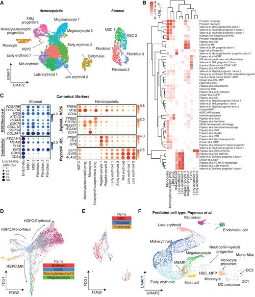 Figure 3. scRNA-seq confirmed that hematopoietic and stromal cell lineages within organoids showed transcriptional similarity to human hematopoietic tissues. A, Uniform manifold approximation and projection (UMAP) plot showing annotated cell clusters. B, Gene set enrichment analysis of differentially expressed genes for each cluster using a curated set of 64 hematopoietic lineage gene sets. DC, dendritic cell; GMP, granulocyte-macrophage progenitor; HSC, hematopoietic stem cell; KEGG, Kyoto Encyclopedia of Genes and Genomes; LMPP, lymphoid-primed multipotent progenitor; MEMP, megakaryocyte-erythroid-mast cell progenitor; MK, megakaryocyte; MkE, megakaryocyte-erythroid; MPP, multipotent progenitor; NK, natural killer cell; pDC, plasmacytoid DC; prog., progenitor; VCAM EI, VCAM erythroblastic island; WP, WikiPathways. C, Expression of canonical stromal and hematopoietic cell genes for each of the annotated clusters. The color scale represents the average level of expression, and the circle size shows the percentage of cells within each cluster in which expression was detected for each gene. D and E, FDG showing differentiation trajectories for hematopoietic (D) and stromal (E) compartments, superimposed with expression scores of lineage signature gene sets. F, Organoid cells projected onto a published dataset of human hematopoietic and stromal cells using the Symphony package (33). Mono-Mac, monocyte-macrophage. See also Supplementary Figs. 2 and 3 and Supplementary Tables S1 and S2.