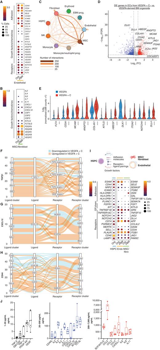 Figure 4. Endothelial, fibroblasts, and MSCs from organoid stroma support hematopoiesis, with increased hematopoietic support from VEGFA + C–stimulated vasculature. A, Comparison of expression of key receptors, adhesion proteins, growth factors and chemokines in endothelial cells from bone marrow organoids (Org) and human fetal bone marrow (FBM). B, Comparison of expression of growth factors and chemokines in MSCs from organoids and FBM. Size of dots represents % of expressing cells and color density indicates level of expression. C, Total predicted ligand–receptor interactions across clusters as predicted by CellPhoneDB (V2.0) showing extensive autocrine and paracrine interactions across BM organoid. D, Volcano plot showing significantly differentially expressed (DE) genes in endothelial cells (ECs) from VEGFA + C vs. VEGFA-only organoids (801 significantly upregulated and 700 significantly downregulated genes, P < 0.05, log2FC > 0.5 or −0.5). E, Violin plots showing key hematopoietic support factors and markers of bone marrow sinusoidal endothelium in ECs of VEGFA + C and VEGFA-only organoids. P values are indicated below x-axis labels, and mean value is indicated on violin plots. ***, P < 0.001; ****, P < 0.0001 for pairwise comparison Wilcox test applied [FDR]). F–H, Sankey plots comparing (F) TGFβ1, (G) CXCL12, and (H) CD44-mediated interactions in VEGFA + C vs. VEGFA-stimulated organoids. I, Expression of interacting receptor–ligand pairs between organoid HSPCs and cognate partner in organoid or FBM ECs (endo) and MSC/fibroblasts, with percentage of expressing cells and level of expression shown. J, Hematopoietic cytokines/growth factors produced by bone marrow organoids, measured by Luminex assay. Each data point represents supernatant pooled from 16 separately generated organoids. See also Supplementary Figs. 4–7.