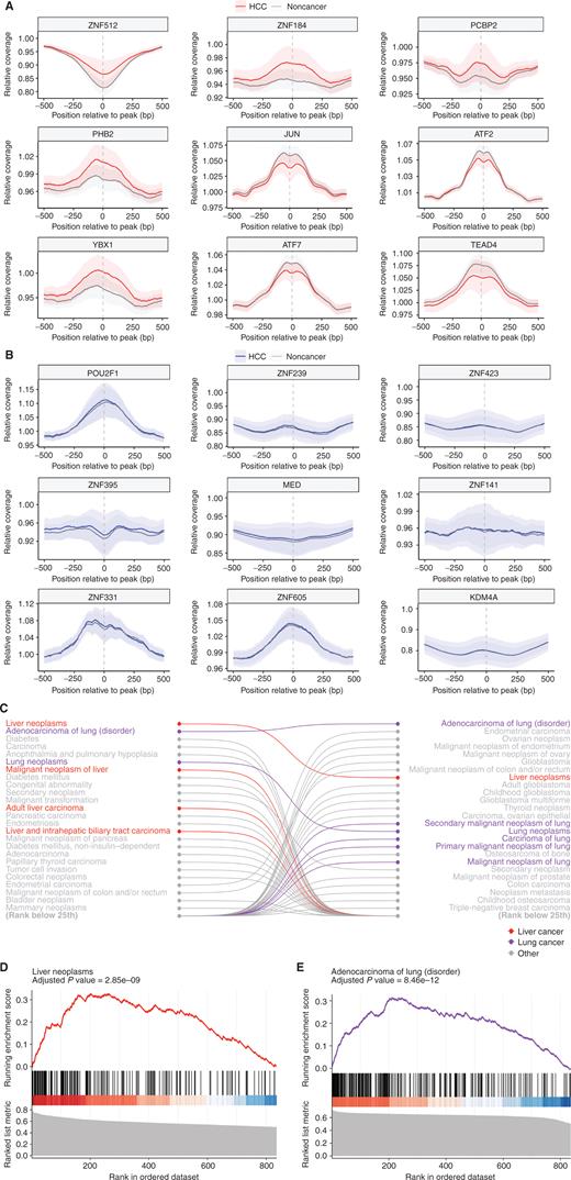 Figure 2. Fragmentation profiles in HCC patients highlight liver-specific TFs. A, The coverage at and around the transcription factor binding sites (TFBS) for the 9 TFs for which the relative coverage at the binding site that had the highest separation of HCC from noncancer samples. The mean is plotted for each group, with ± 1 standard deviation (SD) shown by shading. These confidence intervals (CI) show separation, highlighting that differences in coverage at a TFBS can provide information on cancer status. B, The coverage at and around the TFBS for the 9 TFs that had the lowest separation of HCC from noncancer samples in the US/EU cohort. These CIs are largely overlapping, reflecting their status as TFBS with poor discrimination. Gene set enrichment analysis of TFs analyzed in both HCC and lung adenocarcinoma showed TFs are selectively enriched in numerous pathways related to liver and lung cancer, respectively (C), including adult liver carcinoma and adenocarcinoma of the lung (D and E).