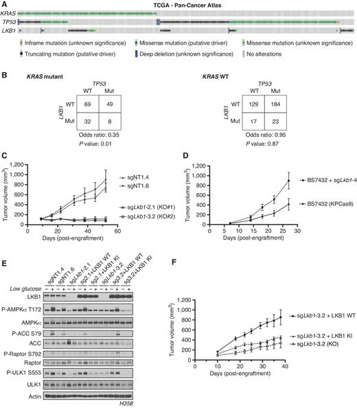 Figure 1. Co-occurrence of KRAS, TP53, and LKB1 mutations differentially affects the growth of human and mouse LUADs. A, The Cancer Genome Atlas PanCancer Atlas oncoprint of co-occurrence of KRAS, TP53, and LKB1 in human LUAD patients. B, Fisher exact test of the statistical likelihood of co-occurrence of LKB1 and TP53 mutations in a KRAS-mutant or WT background, respectively. C, Graph of mean (± SEM) tumor volumes of subcutaneous flank injections of H358 (KRAS;TP53) isogenic clones expressing Cas9 and a nontargeting (sgNT1.4 and sgNT1.6) or LKB1-specific (sgLKB1-2.1 and sgLKB13.2) guide RNA. 1 × 106 cells implanted in the right hind flank (n = 10 per cohort). D, Mean (± SEM) volumes of isogenic KPCas9 LUAD allograft tumors expressing a nontargeting (BS7432) or Lkb1-specific (sgLkb1-4) guide RNA. 0.25 × 106 cells implanted in left and right flank of C57Bl/6J mice (n = 10 per cohort). E, Western blot analysis of H358 (KRAS;TP53) isogenic clones (KP: sgNT1.4 and sgNT1.6; KPL: sgLKB1-2.1 and sgLKB1-3.2) and KPL lines with additional transgenic expression of guide RNA-resistant LKB1 WT; sgLKB1-2.1 + LKB1 WT and sgLKB1-3.2 + LKB1 WT) or LKB1 kinase–inactive (KI); sgLKB1-2.1 + LKB1 KI and sgLKB1-3.2 LKB1 KI) and treated with 11.1 mmol/L or 0.5 mmol/L glucose for 6 hours as indicated. Restoration of AMPK signaling in LKB1 WT lines in response to 0.5 mmol/L glucose validated by blotting for P-AMPK Thr172 and downstream substrates (P-ACC S79, P-ULK1 S555, and P-Raptor S792). Similar results were observed in three independent experiments and in an additional KRAS;TP53 cell line, H2009 (Supplementary Fig. S1E). F, Graph of mean (± SEM) tumor volumes of subcutaneous flank injections of H358 (KRAS;TP53) isogenic clones with transgenic expression of an empty vector (KO) or guide RNA-resistant LKB1 wild-type (LKB1 WT) or LKB1 kinase–inactive (LKB1 KI). 1 × 106 cells implanted in the right hind flank (n = 10 per cohort).