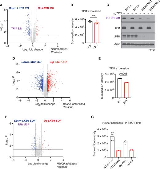 Figure 2. Phosphorylation of human TPI1 is LKB1-dependent and regulates triose phosphate levels. A, Volcano plot of quantitative phospho-proteomic data of genetic sensitivity in H2009 clones (2 KP clones and 2 KPL clones), two biological replicates each, N = 4 per genotype. Cells were grown in 0.5 mmol/L glucose for 6 hours. Phosphopeptides that pass statistical criteria (P < 0.05) are highlighted in black, red and blue, peptides that do not satisfy this are colored gray. Phosphopeptides colored red satisfy a fold change > 1.5; colored blue, fold change <−1.5. TPI1 P-Ser21 peptide labeled in purple text. B, Bar graph of summed ion intensities for TPI1 protein expression in H2009 isogenic lines (KP: sgNT1.1 and sgNT1.2; KPL: sgLKB1-3.1 and sgLKB1-3.7). Cell lines were treated with 0.5 mmol/L glucose for 6 hours prior to collection. Data, representative of 4 independent biological experiments and reported as the mean (± SEM). Statistical significance was determined by a two-tailed paired t test. C, Western blot analysis of H358 (KRAS;TP53) isogenic cell (KP: sgNT1.4 and sgNT1.6; KPL: sgLKB1-2.1 and sgLKB1-3.2) and KPL lines to validate phospho-specific antibody. D, Volcano plot for comparison of quantitative phospho-proteomic data of genetic sensitivity in mLUAD cell lines, 634T (KP) and Lkb1-t2 (KPL) in biological triplicate for each condition. Analysis was conducted on cells treated with 0.5 mmol/L glucose for 6 hours in culture. Statistical criteria and color scheme same as for other Volcano plots presented. E, Bar graph of summed ion intensities for TPI1 protein expression in mLUAD lines from companion unenriched total proteomic analysis. Data, representative of 3 independent biological experiments and reported as the mean (± SEM). Statistical significance was determined by a two-tailed paired t test. F, Volcano plot of quantitative phospho-proteomic data of genetic sensitivity in H2009 isogenic clones including clones with transgenic expression of guide RNA-resistant WT or kinase-inactive (KI) LKB1 in LKB1-specific knockouts (sgLKB1-3.1 and sgLKB1-3.7) from Supplementary Fig. S1E; 4 biological replicates each. LKB1 loss-of-function (LOF) group consisted of merging LKB1 knockout lines (KPL: sgLKB1-3.1 and sgLKB1-3.7) with lines expressing guide RNA-resistant LKB1 KI (KPL + LKB1 KI: sgLKB1-3.1 + LKB1 KI and sgLKB1–3.7 + LKB1 KI); and compared with H2009 lines containing nontargeting guide RNA (KP: sgNT1.1 and sgNT1.2) merged with LKB1 knockout lines expressing guide RNA-resistant LKB1 WT (KPL + LKB1 WT: sgLKB1–3.1 + LKB1 WT and sgLKB1-3.7 + LKB1 WT) at the phosphopeptide level. Cells were grown in 0.5 mmol/L glucose for 6 hours. Statistical criteria and color scheme same as for A. TPI1 P-Ser21 peptide labeled in purple text. G, Summed ion intensity of the H2009 (KRAS;TP53) isogenic clones (KP: sgNT1.1 and sgNT1.2; KPL: sgLKB1-3.1 and sgLKB1-3.7) and lines with additional transgenic expression of guide RNA-resistant LKB1 WT; sgLKB1-3.1 + LKB1 WT and sgLKB1-3.7 + LKB1 WT) or LKB1 kinase–inactive (KI; sgLKB1-3.1 + LKB1 KI and sgLKB1-3.7 LKB1 KI) for the phosphopeptide containing Serine 21 of TPI1 from the experiments from which the volcano plot in Supplementary Fig. S2E was derived. Bar graph depicts each genotype individually and shows the restoration of TPI1 phosphorylation in KPL lines expressing transgenic WT LKB1 but not KI LKB1. Ion intensities were normalized to identify TPI1 protein expression from paired unenriched total proteomic analysis across conditions to control for protein expression; the relevant phosphopeptide was observed 3 times in each biological replicate.