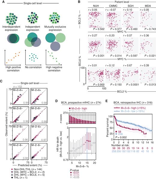 Figure 3. MYC, BCL2, and BCL6 protein coexpression in DLBCL can be inferred from individual marker data. A, Schematic of possible relationships between expression of three oncogenes in a population of cells. The distribution of these oncogenes can either reflect interdependent expression, independent/stochastic expression, or mutually exclusive expression. These relationships result in the percentage extent of oncogenes in the tumor being either strongly positively correlated, not correlated, or strongly negatively correlated, respectively. Created with BioRender.com. B, Correlation of MYC, BCL2, and BCL6 percentage extent across patients in DLBCL cohorts. Spearman correlation; axes are equivalent in all panels. C, Good correlation between probabilistically predicted subpopulation percentage extent based on single oncogene positivity and observed percentage extent in the NUH cohort. Cases of double-hit lymphoma (DHL, MYC+BCL2+ translocations or MYC+BCL6+ translocations) or triple-hit lymphoma (THL) are highlighted. Spearman rho for each correlation is shown; axes are equivalent in all panels. Correlation for other cohorts can be found in Supplementary Fig. S7. D, Prospective evaluation of an optimal dichotomization cutoff for M+2+6− percentage extent in the British Columbia Cancer Agency (BCA) cohort. Univariate Cox PH model at 1% extent positivity increment, HR for death with 95% CI. HR scale is exponential. Optimal dichotomization cutoff is highlighted in blue. E, Kaplan–Meier OS analysis of the chromogenic IHC BCA cohort evaluation stratified into M+2+6− metric high and low groups across an absolute value of 15% M+2+6−metric. Log-rank test, shading denotes 95% confidence interval.