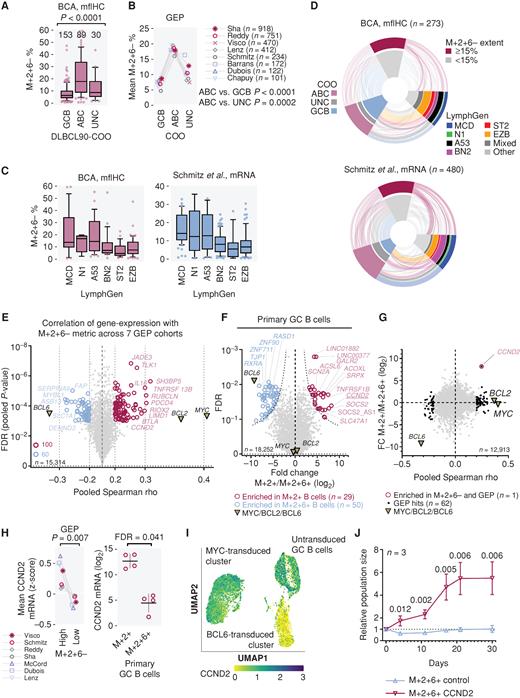 Figure 5. Transcriptomic analysis of M+2+6− high cases and potential role of CCND2. A, Correlation of observed M+2+6− percentage extent in the BCA cohort with the cell-of-origin (COO) DLBCL90-COO signature. Bonferroni corrected Kruskal–Wallis test for ABC vs. others. B, Correlation of M+2+6− metric in GEP cohorts with COO signatures. Mean M+2+6− metric value per group per cohort is shown. Bonferroni corrected paired-samples t test. C, Correlation of the M+2+6− percentage extent and metric evaluated by mfIHC and mRNA inference, respectively, with genetic subtypes (LymphGen classification). D, Sankey plot of M+2+6− dichotomized grouping matched with molecular features. E, Volcano plot of pooled direct correlation of gene mRNA expression and M+2+6− metric across seven GEP cohorts. Genes highly correlated with M+2+6− metric across data sets at absolute Spearman rho ≥0.2 and FDR≤0.001 are shown (see also Supplementary Table S11). The abscissa is scaled exponentially. F, Differential gene expression between primary GC B cells overexpressing M+2+ and M+2+6+ (see also Supplementary Table S12). Analysis is generated from 4 biological replicates from each condition, from cells of independent donors. G, Genes highly enriched in M+2+6− cells: correlation of results from E and F. H, CCDN2 gene expression in GEP cohorts in patients dichotomized by M+2+6− 15% metric (left) and in primary B cells (right). Paired t test (left); mean with standard deviation and FDR (FDR as per Supplementary Table S12) for t test (right). I, Single-cell RNA-seq of GC primary B cells transduced either with BCL2 and MYC (MYC-transduced) or BCL2 and BCL6 (BCL6-transduced). Untransduced GC primary B cells are also included. Expression of CCND2 is indicated in color. J, Proliferation analysis of M+2+6+ primary GC B cells overexpressing cyclin D2 (CCND2) compared with M+2+6+ primary GC B cells transduced with an empty vector (EV). Analysis performed with 3 biological replicates for each condition, using cells from 3 independent patients; mean with standard deviation; t test.