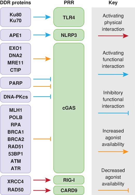 The DNA Damage Response and Inflammation in Cancer Cancer Discovery
