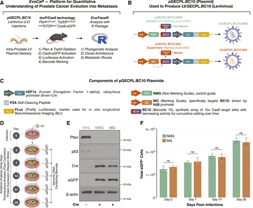The EvoCaP platform for defining cancer evolution. A, The BC10 platform is compatible with loxP technology. LV is injected into prostate of the PtenloxP/loxP; Trp53loxP/loxP mice. EvoTraceR is an R package for specific analysis of the barcode. B, BC10 and MG or NMG are driven by a hU6 promoter. Amplicon DNA can be extracted, amplified and sequenced for analysis of edits in the barcode (Amp-Seq). C, Plasmid components used in BC10 plasmid technology. D, Diagram of experimental procedure. Primary MEFs extracted from mice harboring the PtenloxP/loxP; Trp53loxP/loxP genotype are infected with LV at day 0. Readouts include eGFP fluorescence, FLuc bioluminescence, and protein expression by Western blot. E, KO of Pten/p53 and activation of Cas9-eGFP with Cre expression in virus-infected cells at day 7. NVC, no virus control (negative). F, The number of eGFP+ cells increases over time and is consistent between viruses. Individual groups were analyzed at each time point using parametric unpaired t tests with two-tailed P-values ± SD (ns - not significant, P >0.05, 95% confidence interval). (Created with BioRender.com)