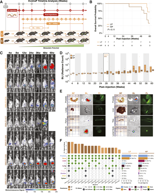 EvoCaP mice develop metastatic prostate cancer to relevant secondary sites. A, Timeline for EvoCaP injections and analysis. Primary tumors and metastases may be tracked longitudinally during the course of live imaging based on BL+ signal. B, Kaplan–Meier survival curve displaying rate of death in mice injected with BC10-containing LV that developed metastatic prostate cancer over the 60-week period of monitoring. C, Longitudinal BL+ analysis of BC10-injected mice shows advancing tumor progression and metastasis over 60 weeks. The top three panels show BL+ progression in EvoCaP-LP cohort. The bottom four panels show BL+ progression in EvoCaP-HP cohort. Black line on border indicates that mouse did not survive through 60 weeks. D, Box plot displaying quantitation of BL+ radiance in mice up to a 60 week period. After week 28, animals that did not develop BL+ signal were no longer followed and penetrance was determined. Only mice with primary and metastatic eGFP+ and BL+ signal (33.3% LP; 60% HP) are included in the analysis. MMUS1466 was sacrificed between week 56 and 60 and final BL+ data were included for week 60. Data are displayed in log scale. E, BLI enables post-mortem visualization of primary tumor and metastases and fluorescence enables robust isolation of eGFP+ cells using microscopy for downstream analysis. Scaling for BL+ signal is identical to that used in C. F, Frequency of eGFP+ signal post-mortem in analyzed tissues from all mice exhibiting metastasis. FL* in some LNs indicates that fluorescence was not measured but the lack of BL+ signal or enlargement makes presence of tumor cells unlikely. The numbers in circles represent the number of different sites that has at least one metastasis. In MMUS1874, two metastases were isolated in the same bone but counted as one site (from femur). Local invasion into seminal vesicle is also depicted. Fluorescence shows metastasis distribution in different organs (frequency of metastases: bones > liver > lungs > LNs). (Created with BioRender.com)