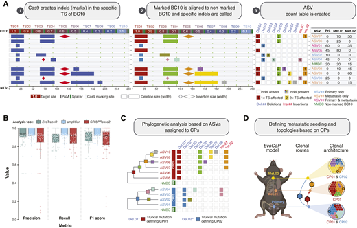Scheme for BC10 design. A, CFD scores were developed based on assessment of types of mismatches at every position within the guide sequence. We assigned CFD scores based on four mismatched nucleotides and positioned the 10x TS on the barcode in order of decreasing predicted activity (maximum editing TS01: 1.0; minimum editing TS10: 0.1). Cas9 creates heritable marks (insertions and deletions) in target sites with likelihood predicted by CFD score. ASVs are identified based on deletions (rectangles) and insertions (diamonds) in the BC10 and transformed to the Boolean matrix (color: mark or white: absent mark in BC10; NTS - nucleotides). B,EvoTraceR comparison to CRISPResso2 and ampliCan.C, ASVs are grouped based on common marks with nucleotide resolution (truncal mutations) and are considered as related CPs. ASVs could be found in different metastatic sites. D, BC10 analysis in the EvoCaP enables descriptions of CPs and routes of metastatic spread. (Created with BioRender.com)