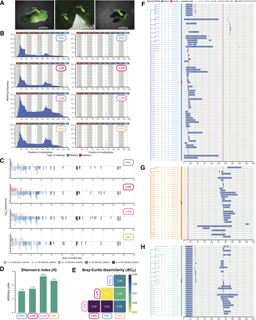 Barcode analysis reveals high shared editing patterns between primary and metastatic sites. A, Fluorescence images in prostate (PRL), median and right liver lobes (LVM, LVR), and left rib (RBL) in MMUS1495. B, BC10 edits are characterized by deletions and insertions caused by Cas9, mainly at 1.0/0.9 and 0.5/0.4 target sites as predicted by CFD score. Frequency (y-axis) of deletions (blue) and insertions (red) across the entire amplicon (260 bp, x-axis) in different organs. C, The majority of marks in the BC10 are short (<30 bp deletions and <6 bp insertions) affecting from 1–4× different sites (x-axis: 1–52, light blue and light red bars). By comparison, larger indels are rarely observed (x-axis: >130, darker blue bars). x-axis signifies the number of base pairs within the BC10 regions that a specific edit spans. Edits greater than 26 bp constitute a region larger than one TS. D and E, Eco-statistical measures of heterogeneity. D, Shannon’s index measures alpha-diversity, which quantifies intraclonal heterogeneity. E, Beta-diversity is calculated using Bray–Curtis dissimilarity scores, and is representative on interorgan heterogeneity. Organs with scores closest to 1 are the least similar to one another, while a score of zero would indicate that the tissues are exactly homogeneous in terms of their edits. F–H, Phylograms are shown for the most information-rich CPs with the highest number of counts. CP01 (F), CP02 (G), and CP03 (H). We depict genealogies of selected CPs composed of their intrinsic ASVs. Phylogenetic analysis (phylogram) performed using Cassiopeia suite with the greedy algorithm. ASVs are expressed as lengths of BC10 deletion (blue) or insertion (red). Individual CPs are shown with descendent subclones (branches and leaves).