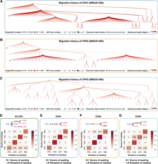 Migration histories of mouse with advanced prostate cancer. A–G, Reconstructed migration histories of CP01, CP02, and CP03 from MMUS1495. A–C,MACHINA-generated metastatic trajectories for CP01 (A), CP02 (B), and CP03 (C). Circles represent ASV frequency within a particular organ. Intensity of edge color denotes degree of expansion of an ASV within the defined organ. Diamonds represent ancestral states inferred by MACHINA. D–G, Transition matrices. D, Transition matrix for all CPs in MMUS1495. E–G, Individual transition matrices for CP01 (E), CP02 (F), and CP03 (G), showing trajectories of metastatic spread between organs and extent of expansion within an organ. Horizontal values denote transitions representing the spread of cells from one organ site to another. Transition events occurring at rates below 0.01 fall below the rounding threshold and are not shown. Numbers range from 0 (absent or below the threshold in site) to 1 (confinement within site when present diagonally). Seeding trajectories are displayed above each matrix.