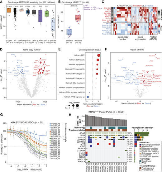 Multiomic analysis identifies baseline features of response and resistance to KRASG12D inhibition. A, Boxplot representing the response to MRTX1133 plotted as the area under the dose-response curve (AUC) for 877 cell lines evaluated in the PRISM multiplex cell line screening assay. Cell lines are grouped by KRAS genotypes. AUCs were compared between each KRAS genotype relative to KRASG12D. Significance was determined via Kruskal–Wallis test followed by Dunn’s test and adjusted with Benjamini–Hochberg correction. The adjusted P value for each comparison is displayed on top of each group. B, Boxplot depicting the difference in response to MRTX1133 between subsets of resistant and sensitive KRASG12D cell lines. PDAC cell lines are colored in purple. Significance for the AUC comparison between resistant and sensitive subsets was determined by a two-sided Wilcoxon rank-sum test. C, Heatmap depicting differentially expressed features (gene copy number, gene expression, and protein levels) between MRTX1133-resistant and -sensitive KRASG12D PDAC cell lines. Each column represents a feature that is Z-scored across cell lines (rows). D, Volcano plot depicting differential gene copy number analysis between resistant and sensitive KRASG12D PDAC cell lines. The X-axis depicts the mean difference of Log2 copy number ratio calls of each protein-coding gene (relative to ploidy), between resistant and sensitive cell lines. Significance determined by two-sided Student t test. E, Hallmark transcriptional gene sets significantly enriched or depleted between resistant and sensitive KRASG12D PDAC cell lines. The normalized enrichment score from GSEA is shown on the x-axis. F, Volcano plot depicting differentially expressed proteins or phosphorylated proteins between resistant and sensitive KRASG12D PDAC cell lines. RPPA data were obtained from the Cancer Dependency Map. Significance determined by two-sided Student t test. G, MRTX1133 dose-response curves for a 6-day cell-titer-glo 3D assays with KRASG12D-mutant PDAC PDOs. PDO labels are in order of sensitivity, with lower AUC being more sensitive. Points are the mean ± SEM (n = 3 biological replicates per PDO). H, Co-mutation plot of KRASG12D-mutant PDAC PDOs displaying recurrently altered genes and selected putative drivers of baseline resistance to MRTX1133 across the cohort.