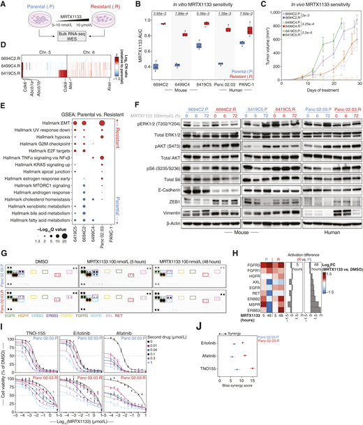 CNAs, EMT, and differential RTK signaling drive acquired resistance to KRASG12D inhibition in vitro. A, Experimental workflow used to generate and characterize isogenic models of acquired resistance to MRTX1133. Parental (.P, blue) and resistant (.R, red) cell line labeling is consistent throughout this figure. B, Pairwise comparisons of the AUC for MRTX1133 between parental and derived resistant murine and human cell lines. Significance determined by two-sided Student t test (n = 3 biological replicates per cell line). The P value for each comparison is displayed at the top of each cell line pair. C, MRTX1133 treatment of syngeneic subcutaneous implant models of parental and resistant murine PDAC cell lines in C57BL6/J mice. Points are the mean ± SEM (n = 5 double-flanked mice per cell line). Significance was determined using a two-sided Wilcoxon rank-sum test on AUCs between resistant and parental cell lines. The P value for each comparison is displayed next to each cell line pair. D, Heatmap of copy number profiles at chromosomes 5 and 6, obtained from DNA WES of murine-resistant cell lines. Copy number ratios are calculated relative to each resistant cell line’s matched parental line. Genes are organized by chromosome and genomic coordinates. Amplified/gained putative drivers of resistance to MRTX1133 are labeled. E, Hallmark transcriptional gene sets significantly enriched in resistant (red) compared with matched parental (blue) human and murine cell lines. F, Immunoblots of murine and human isogenic parental/resistant cell line pairs treated with MRTX1133 (100 nmol/L) for the indicated duration. β-actin was used as protein loading control. G, Receptor tyrosine kinase (RTK) arrays of Panc 02.03 parental (.P) and resistant (.R) cell line pair, treated with DMSO or MRTX1133 (100 nmol/L) for the indicated timepoints. RTKs differentially activated across treatment conditions and cell lines are labeled. H, Left, Heatmap depicting the densitometric quantification showing RTKs differentially activated upon 5 or 48 hours of MRTX1133 treatment relative to matched DMSO-treated control. Right, bar plots depicting the relative densitometric difference for each RTK upon MRTX1133 treatment for the indicated timepoints between the resistant and the parental cell lines. Quantification is representative of two independent experiments. I, Dose-response curves based on 5-day cell-titer-glo 2.0 assays for MRTX1133 combination with RTK targeted therapies with the isogenic parental and resistant Panc 02.03 cell lines. Concentrations of the second drug are displayed on the right. TNO-155, allosteric SHP2 inhibitor; erlotinib, EGFR inhibitor; afatinib, multi-targeted inhibitor of EGFR, ERBB2/HER2, and ERBB4. Points are the mean ± SEM (n = 3 biological replicates). J, Average Bliss synergy score for combinations of MRTX1133 with RTK-directed therapies across parental and resistant Panc 02.03 cell lines. Points are the mean ± SEM (n = 3 biological replicates).
