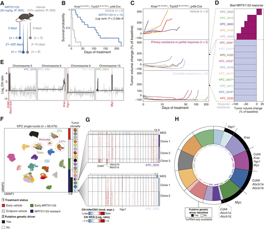 Heterogeneous genomic amplifications drive resistance to KRASG12D inhibition in the KPC mouse model of PDAC. A, Overview of the KPC GEMM treatment study. Early vehicle- and MRTX1133-treated mice were euthanized after 3 days of treatment, and long-term treated endpoint vehicle and MRTX1133-resistant mice were sacrificed at clinical endpoint. B, Kaplan–Meier survival curves of KPC mice treated until clinical endpoint with the indicated regimens (Vehicle, n = 9; MRTX1133, n = 15). C, Tumor growth kinetics of KPC mice treated until clinical endpoint, as measured by ultrasound, throughout treatment across the indicated treatment/response groups. D, Waterfall plot displaying the maximal tumor response in KPC mice, as measured by the smallest tumor size while on MRTX1133 treatment. E, Chromosomal CN profiles from WES demonstrating regions of amplification from MRTX1133-resistant KPC tumors. Genes are displayed by genomic coordinates. The segmented copy number trend is depicted by the black line and amplified putative drivers of resistance to MRTX1133 are labeled in red, with their genomic coordinates indicated by a red line. F, Left, UMAP embedding of single-nuclei from KPC PDAC tumors and colored by sample ID. Outlined are the four major non-malignant cell populations identified (CAFs, cancer-associated fibroblasts; ECs, endothelial cells; TAMs, tumor-associated macrophages). Right, Sample-wise pie charts displaying malignant cell clonality as determined by inferCNV. G, Heatmaps of single-nucleus CN profiles inferred from snRNA-seq of two MRTX1133-resistant tumors (top: KPC_3600 and bottom: KPC_3323), organized by chromosomes and genomic coordinates (columns). Row splits indicate major subclones identified within each tumor via inferCNV. The top annotation bar indicates the matched genomic reference from WES for the same tumor. Genomic amplifications identified by WES are labeled at the bottom. H, Aggregate representation of putative genomic mechanisms of resistance across MRTX1133-resistant KPC tumors. The inner ring indicates tumors and inferred clonality when available/present from snRNA-seq. The outer ring indicates the presence, distribution, and names of the putative genomic drivers of resistance to MRTX1133 identified via WES and inferCNV. * denotes tumors for which snRNA-seq data are available.
