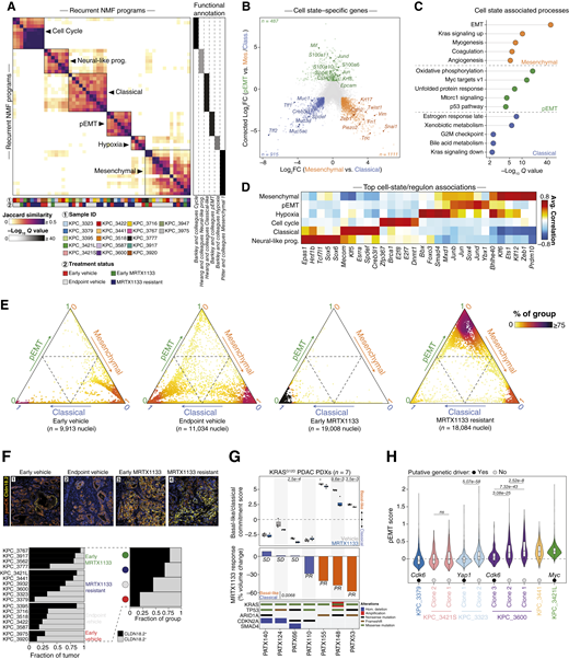 Malignant cell state evolution along the epithelial–mesenchymal axis during response and resistance to MRTX1133 in vivo. A, Left, Heatmap of pairwise Jaccard similarities between recurrent NMF programs identified across KPC tumors and ordered by hierarchical clustering. Six consensus classifications (metaprograms) are labeled and indicated by squares. Right, Heatmap depicting the top functional annotation for each metaprogram. Significance determined by hypergeometric test and adjusted with Benjamini–Hochberg correction. B, Cell state–centered differential gene expression across the mesenchymal, classical, and pEMT malignant cell populations. Cell state-specific upregulated genes are colored, and subsets are labeled. C, Top enriched Hallmark gene expression signatures across cell state–specific upregulated genes displayed in B. Significance determined by hypergeometric test and adjusted with Benjamini–Hochberg correction. D, Heatmap depicting the top five regulons associated with each metaprogram. The average Pearson’s correlation coefficients are calculated between each regulon activity scores, as inferred by pySCENIC, and metaprogram scores across malignant nuclei. E, Ternary plot displaying the cell state classification probability of each nucleus across the classical-pEMT-mesenchymal tripartite framework, as calculated by a Markov absorption-based classifier (“Methods”). The coloration gradient is proportional to the fraction of nuclei from a given treatment group found in the same neighborhood. F, Top, Multiplex immunofluorescence (mIF) of PDAC areas from four representative tumors with overlaid DAPI (nucleus), pan-cytokeratin (panCK, tumor), and Claudin-18.2 immunostaining. The scale bar represents 50 μm. Bottom left, Tumor-wise Claudin-18.2 fluorescence classification across treatment groups via mIF. Bottom right, Treatment-wise classification of Claudin-18.2 expression via mIF. G, Improved responses observed in basal-like compared with classical human PDAC PDX models. Top, Boxplot depicting the basal-like/classical difference score for each PDX model following 3-day treatment with the indicated regimen. Significance for the vehicle vs. MRTX1133 comparison was determined by two-sided Student t test. The P value for the treatment comparison is displayed at the top of each PDX model’s track and only significant comparisons are displayed. Middle, Barplot depicting the tumor volume change at endpoint after MRTX1133 treatment, compared to baseline. Significance between basal-like and classical models determined by two-sided Student t test. Bottom, Co-mutation plot of recurrently mutated genes in PDAC for each PDX model. H, Violin plot depicting the pEMT scores from snRNA-seq across nuclei from MRTX1133-resistant tumors, divided according to subclones as determined by inferred copy number profiles. Genomic amplifications identified by WES and inferCNV are denoted. Scores are compared between subclones within the same tumors. Significance was determined between clones from the same tumor by a two-sided Wilcoxon rank-sum test and adjusted with Benjamini–Hochberg correction. The P values are displayed on top of each clone pairs.