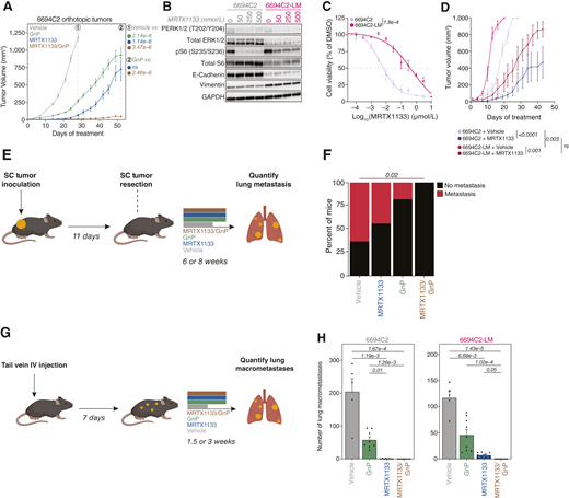 Enhanced efficacy of combination treatment with KrasG12D inhibition and chemotherapy in primary and metastatic PDAC. A, Tumor growth kinetics (as measured by ultrasound) of 6694C2 orthotopic pancreatic tumors in C57BL6/J mice treated with the indicated regimens. Comparisons have been done at the endpoint of vehicle treated mice against all other arms (day 28, timepoint 1); and at day 52 for MRTX1133 and MRTX1133/GnP compared to GnP alone (timepoint 2). Significance determined with two-way ANOVA with the Šidák multiple comparisons test. The adjusted P values for each timepoint and comparison is displayed on the right. B, Immunoblots of the 6694C2 and 6694-LM cell lines treated for 24 hours with the indicated doses of MRTX1133. GAPDH was used as protein loading control. C, MRTX1133 dose-response curves for 6694C2 and 6694C2-LM cell lines treated with increasing concentration of MRTX1133 for 5 days. Points are the mean ± SEM of three biological replicates. Significance determined by two-sided Student t test between AUCs from three biological replicates from each cell line. D, Vehicle and MRTX1133 treatment of animals bearing syngeneic subcutaneous double flank tumors of 6694C2 or 6694C2-LM. Points are the mean ± SEM (n = 5 double flanked mice per cell line and treatment). Significance determined by Brown–Forsythe and Welch ANOVA followed by Dunnett’s T3 multiple comparisons test. E, Overview of the metastatic model. Subcutaneous 6694C2-LM tumors are surgically resected, and mice are monitored for lung metastasis. Adjuvant treatment schedule is shown, with treatment arms including MRTX1133 IP twice daily, gemcitabine treatment every 3 days and (n)ab-paclitaxel on days 13 and 19, or a combination of MRTX1133 and gemcitabine/(n)ab-paclitaxel (GnP). F, Percentage of mice within each treatment group presenting with metastasis (n = 9–11 mice per group). Significance determined by Fisher’s exact test and adjusted with Benjamini-Hocheberg correction. Only significant pairwise comparisons are labeled with a P value (P value ≤ 0.05). G, Experimental workflow to study the effect of GnP, MRTX1133, or combination of both on established metastases from 6694C2 and 6694C2-LM cell lines. H, Barplot depicting the total number of lung macrometastases from 6694C2 (left) or 6694C2-LM (right) across treatment groups (n = 5–10 mice per cell line and treatment). Significance determined via Kruskal–Wallis test followed by Dunn’s test and adjusted with Benjamini–Hochberg correction. Only the significant P values are displayed (P value ≤ 0.05).