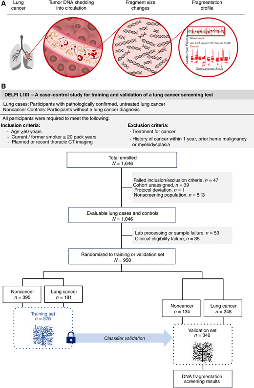 Overall approach to clinical validation of a cell-free DNA fragmentome assay for augmentation of lung cancer early detection. A, Illustration representing the DELFI approach for lung cancer through noninvasive assessment of cell-free DNA fragmentation profiles (ratio of short to long cfDNA fragments). Nucleosomal DNA with variable length of linker DNA is released by dying lung cancer cells into the circulation. Genome-wide mapping of the cfDNA fragments demonstrates more aberrant profiles with cancer cell cfDNA fragments compared with the cfDNA in noncancer individuals. B, The DNA Evaluation of Fragments for Early Interception–Lung Cancer Training Study, DELFI-L101 study was a prospective case–control study (NCT04825834, including two institutional supplementary protocols NCT00301119 and NCT01775072). The flow diagram illustrates the inclusion and exclusion of L101 participants based on clinical, sample, and assay eligibility criteria and the assignment of evaluable participants to the classifier training (n = 576) and clinical validation (n = 382) sets. Machine learning of genome-wide cfDNA fragmentation profiles from the training set was used to develop a locked classifier that was evaluated in the clinical validation set.