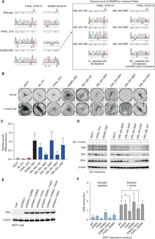 Figure 3. F404 does not activate estrogen signaling. A, CRISPR clones of MCF7 cells expressing ESR1 F404L (1210T>C, CRISPR edit indicated by red arrows) or D538G (1613A>G; CRISPR edit indicated by black arrows) were identified by RT-PCR followed by Sanger sequencing (left-hand panels). Similarly, a second round of CRISPR was used to introduce ESR1 F404L (1210T>C) into a clone (D6C) that expressed D538G (1613A>G; right-hand panels). B, Estrogen-dependent growth was assessed in colony formation assay. Parental MCF7 cells and indicated ESR1-mutant models were grown in either the absence or presence of estradiol (1 nmol/L) for 14 days. C, Quantification of colony formation assays of ESR1-mutant models treated with and without estradiol (1 nmol/L). Sulforhodamine B (SRB)-stained colonies were dissolved, and absorbance at 565 nm was measured. Mean with SEM, n = 3 independent experiments, nonparametric one-way ANOVA with Dunn multiple comparisons test; **, P < 0.01. D, Expression of estrogen target genes, progesterone receptor (PgR), and trefoil factor-1 (TFF1), assessed by western blot in parental MCF7 cells and indicated ESR1-mutant models grown in either the absence or presence of estradiol (1 nmol/L) for 24 hours. E, MCF7 cells were transfected with ESR1 expression constructs with indicated ESR1 variants. Expression of ERα was determined by western blot. F, MCF7 cells were cotransfected with the indicated ESR1 expression constructs ERE-luciferase reporter and control construct. Cells were treated in either the absence or presence of estradiol (1 nmol/L) for 24 hours, and ERE-luciferase activity was assessed. Two-way repeated-measures ANOVA with Dunnett multiple comparisons test, n = 4 mean with SD; *, P < 0.05. WT, wild-type.
