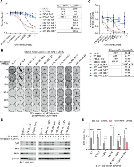 Figure 4. Compound F404L mutations induce resistance to fulvestrant. A, Compound mutations of D538G-F404L in MCF7 cells, along with single mutations and wild-type (WT), with sensitivity to fulvestrant assessed after 6 days treatment with Cell-Titer Glo viability assay. n = 4 mean with SD. B, Representative images of clonongenic assays grown in indicated concentrations of fulvestrant for 14 days. C, Quantification of colony formation assays for ESR1-mutant models treated with the indicated concentrations of fulvestrant for 14 days. EC50 and IC50 values were calculated from the response curves. SRB-stained colonies were dissolved, and absorbance at 565 nm was measured. Mean with SEM, n = 3 independent experiments. D, Expression of estrogen target genes, progesterone receptor (PgR), and trefoil factor-1 (TFF1) was assessed by western blot in parental MCF7 cells and indicated ESR1-mutant models grown in the presence of 1 nmol/L estradiol or 1 μmol/L fulvestrant. E, MCF7 cells were cotransfected with the indicated ESR1 expression constructs ERE-luciferase reporter and control construct. Cells were treated with 1 nmol/L estradiol either in the absence or presence of fulvestrant (1 μmol/L) for 24 hours, and ERE-luciferase activity was assessed. Two-way repeated-measures ANOVA with Sidak multiple comparisons test, n = 4 mean with SD; **, P < 0.01; ***, P < 0.001; ****, P < 0.0001.