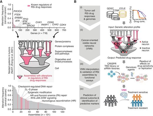 Figure 1. Study overview. A, Genetic alterations that modulate replication stress–inducing (RSi) drug responses are typically rare but converge on multiscale protein assemblies in cancer. Top, waterfall plot of gene alteration frequencies in TCGA cervical squamous carcinoma cohort, showing that most genetic alterations are rare. Alterations include somatic mutations and copy-number aberrations of genes covered by clinical cancer gene panels. Middle, genetic alterations converge on specific multiprotein assemblies in the NeST hierarchy. Bottom, waterfall plot showing genetic alteration frequencies of NeST protein assemblies, which, by nature, tend to be higher than for individual genes. B, Pipeline for drug response prediction. (i) Acquisition of data sets used in this study. RSi drug response data from GDSC and CTRP databases. Tumor cell line genome sequencing data from CCLE. (ii) Construction of VNN models with architecture guided by NeST. (iii) Interpretation of VNN models to recognize assemblies for which genetic alterations are most important for RSi drug responses. Validation by genome-wide loss-of-function screens. (iv) Translation of VNNs to predict chemotherapy responses in cancer patients.
