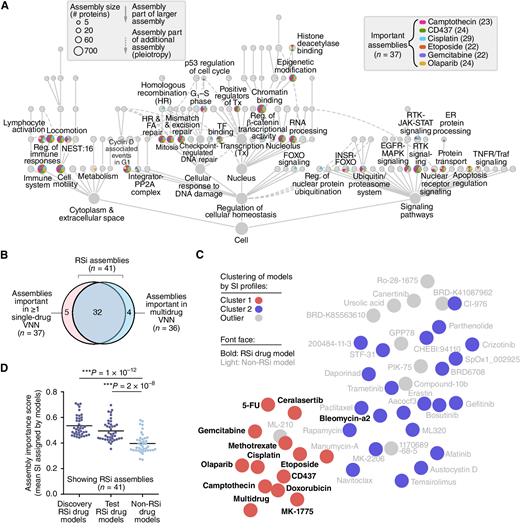 Figure 3. Identification of molecular mechanisms important for RSi drug responses. A, System importance (SI) profiles for prediction of initial six RSi drug responses. Nodes indicate protein assemblies; node sizes denote assembly sizes in numbers of proteins; colors mark assemblies of above-threshold importance (Methods) for each drug response. The number of important assemblies is indicated in parentheses for each single-drug model, with a total number of 37 assemblies important for at least one model. B, Venn diagram showing numbers of important assemblies identified by single-drug (n = 37, left) vs. multidrug VNNs (n = 36, right). The union set is defined as RSi assemblies (n = 41). C, UMAP projection of SI profiles of each drug model constructed in this study (points). The HDBSCAN algorithm (hierarchical density-based spatial clustering of applications with noise) is used to group drug models into clusters (colors) by similarity of important assemblies (SI profiles); gray models fall outside of stable clusters. Bold font face indicates RSi drug models, light font face indicates non-RSi drug models. D, RSi assemblies (defined in B) are plotted by their average importance scores for models trained on the initial RSi discovery agents (left), the later RSi test agents (middle), or non-RSi drug models (right). Horizontal line in each swarm represents the mean. ***, P < 0.01; P values by one-sided Mann–Whitney U test.