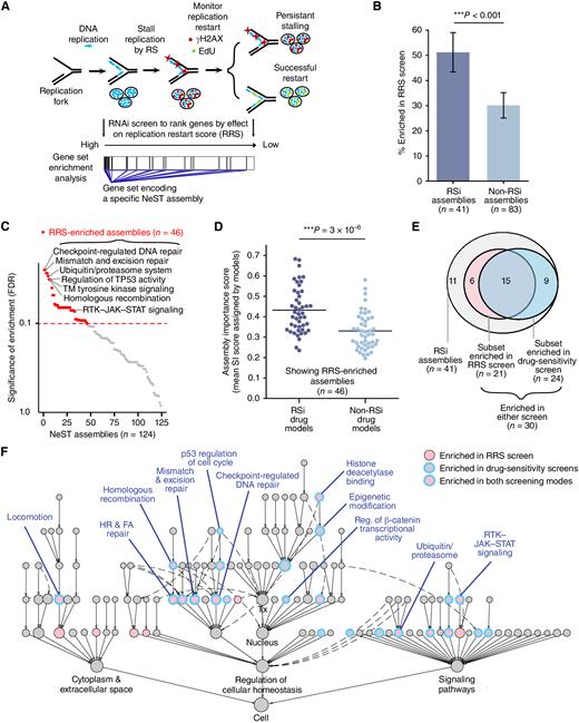 Figure 4. Evaluation of important assemblies by systematic siRNA screening. A, Assemblies are analyzed for their enrichment for gene knockdowns that affect RS response via the absolute value of the RRS, defined as the ratio of γH2AX to EdU intensity readouts. RRS screening data by Kavanaugh et al. (49). B, Percent of assemblies validated by enrichment in RRS assay, shown separately for those important to RSi drug models (left) vs. all others (right). Error bars display the standard error of the proportion. C, NeST assemblies ranked by their degree of enrichment, from most to least significant. Assemblies with FDR < 0.1 are highlighted in red (n = 46). Selected RSi assemblies were labeled. D, Mean importance scores for the 46 RRS-enriched assemblies (highlighted in C), shown separately for RSi (left) and non-RSi drug models (right). E, Venn diagram showing numbers of RSi assemblies validated by enrichment in the RRS assay or a separate chemogenetic drug-sensitivity analysis (Supplementary Fig. S5). F, Validated assemblies in the two functional assays are indicated on the NeST assemblies map. ***, P < 0.01; P value by two-sample z-test and Mann–Whitney U test.