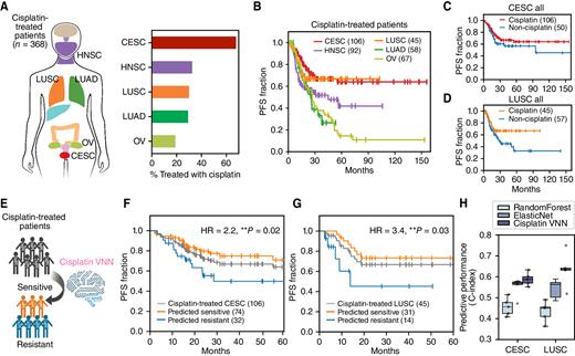 Figure 5. Model translation to predict clinical outcomes in cervical and lung cancers. A, Top five cancer types in TCGA by the largest number of patients treated with cisplatin: CESC, LUSC, HNSC, LUAD, and OV. Right barplot shows the fraction of patients of each type that were treated with cisplatin. B, Kaplan–Meier survival curves of PFS for TCGA patients with various cancer types that are indicated by different colors. Patients with CESC or LUSC were chosen for the cisplatin VNN model validation because they showed the best outcome following cisplatin treatment. C, Kaplan–Meier survival curves of PFS for cisplatin-treated and non–cisplatin-treated patients with CESC. D, Kaplan–Meier survival curves of PFS for cisplatin-treated and non–cisplatin-treated patients with LUSC. E, Application of the cisplatin VNN to predict patient responses to cisplatin treatment. F, Kaplan–Meier survival curves of PFS for patients with CESC stratified by the cisplatin VNN prediction status (sensitive vs. resistant, shown by orange vs. blue). G, Kaplan–Meier survival curves of PFS for patients with LUSC stratified by the cisplatin VNN prediction status (sensitive vs. resistant, shown by orange vs. blue). HR, hazard ratio. H, Predictive performance in response to cisplatin of RandomForest, ElasticNet, and the cisplatin VNN models (boxplots of different colors) in patients with CESC (left) or LUSC (right). Performance measured using the concordance index (C-index). Boxplot midline is median, box boundaries show upper and lower quartile, and dots show C-indices measured by five respective cross-validation modes of RandomForest, ElasticNet, and the cisplatin VNN models. **, P < 0.05; P value by log-rank test.