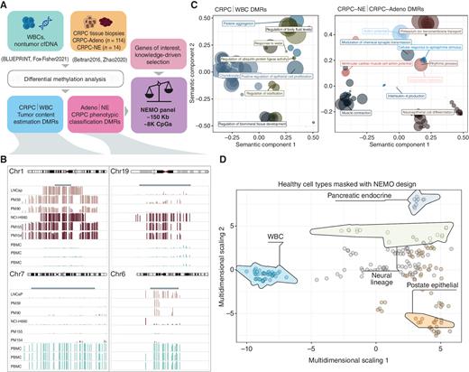 Figure 2. Design of an efficient custom sequencing panel to monitor CRPC tumor burden and detect the emergence of CRPC-NE. A, Schematic of NEMO panel design. DNA methylation profiles of solid tissue biopsies from patients with CRPC were collected from two independent studies. Tumor biopsies were classified as CRPC-Adeno and CRPC-NE based on tumor morphology. White blood cells (WBC) and healthy cfDNA profiles were collected from two additional studies and are considered the expected nontumor contribution in cfDNA. A series of differential methylation analyses produced informative DMRs that were prioritized following specific criteria (see Methods section). In addition, a series of knowledge-informed regions were included. The final NEMO sequencing panel design spans ∼150 Kb and covers roughly 8,000 CpG sites. B, Example of informative DMRs. For each sample category, a subset of three representative solid tissue biopsy samples, in vitro models, or primary cell lines (white blood cells) are shown (cyan: PBMC, sepia: CRPC-Adeno, mauve: CRPC-NE). Blue top tracks indicate the captured regions. Left column, two examples of DMRs used for tumor content estimation, exhibiting opposite DNA methylation values in mCRPC (independent of morphology) and WBC samples. Right column, two examples of DMRs used for CRPC-NE detection, exhibiting opposite DNA methylation in CRPC-Adeno and CRPC-NE samples. C, Revigo semantic representation of gene ontology from genes associated with NEMO informative DMRs. The dot size is proportional to the significance of the collapsed terms. The left GO analysis was obtained from the tumor content estimation DMRs. The right GO analysis refers to the modules containing DMRs between CRPC-NE and CRPC-Adeno samples. Knowledge-driven regions have been excluded to avoid enrichment artifacts. D, Multidimensional scaling plot based on a WGBS atlas of normal cell types masked to retain only the regions included in the NEMO panel. Representative cell types of interest are highlighted, prioritizing the most similar healthy counterpart to the phenotypes of interest: WBCs (expected background, cfDNA), prostate epithelial (CRPC-Adeno), and pancreatic endocrine and neural lineage cells (CRPC-NE).