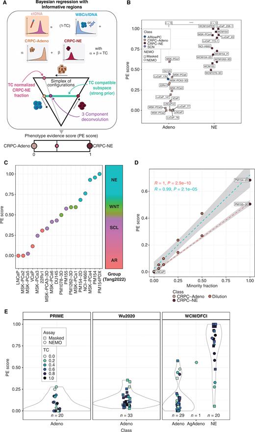 Figure 4. A tumor content-aware phenotype evidence score detects CRPC-NE in circulation. A, Schematic of phenotype evidence (PE) score estimation in ctDNA samples. Three reference distributions were created using a panel of high tumor-content solid tissue biopsies and PBMC/cfDNA from healthy donors. As the tumor content is known from the previous step, the expected contribution of CRPC-NE and CRPC-Adeno to the observed DNA methylation can be estimated using a Bayesian regression with a strong prior on the non-tumoral component (see Methods). This procedure is equivalent to estimating the position of each sample in a subspace on a two-dimensional simplex, representing a three-component deconvolution bound to a known tumor content. The estimation can be normalized by factoring the tumor content to obtain the relative contribution of the CRPC-NE signal over the total tumor signal, which we refer to as the Phenotype Evidence score (PE score). B, The PE score estimation in a collection of preclinical models of CRPC. The shape of each dot indicates whether the data has been generated with NEMO (circle) or by masking whole genome data (triangle). Statistical significance is assessed with Wilcoxon test.C, Ranked dot-plot of a subset of preclinical CRPC models annotated by gene expression group based on a previous study by Tang et al. (25). SCL, stem cell-like; WNT, WNT-driven; AR, CRPC-Adeno; NE, CRPC-NE. The right bar represents the gradient of CRPC progression captured by the PE score. D, Linearity test of PE score estimation using in vitro dilutions between PM154/PM155 cell lines (minor fraction) and LNCaP. The score presents a clear linear trend with respect to the real minor component. The shaded region represents the 95% CI for a fitted linear model. E, Results of PE score estimation in clinical cohorts. Samples with tumor content below 3% have been excluded because of high PE score uncertainty and possible ambiguity in tumor content detection. The WCM/DFCI cohorts comprise a subset of samples previously profiled with WGBS and masked (circles), retaining only regions captured by the NEMO design. The Wu2020 cohort (19) comprises only masked samples, profiled by bisulfite genome-wide targeted NGS. The PRIME cohort comprises only samples profiled with the NEMO assay. Different shades of blue are used to represent the tumor content of each sample.