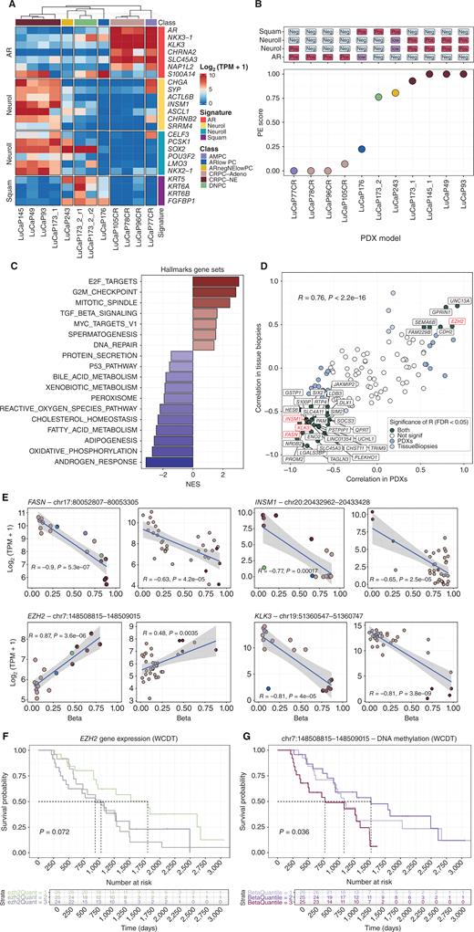 Figure 5. Probing the CRPC spectrum in PDX models reveals an association between the PE score and transcriptional activity. A, Heat map of gene expression for 11 LuCaP PDX models profiled with NEMO. The reported gene signatures from Labrecque et al. (23) capture the expression of genes supporting the previously described subtype classification of CRPC. B, PE score estimation on the 11 selected PDX models. Top annotation: discretized activity of the reference signatures reported in A. CRPC subtypes are colored as in A. C, GSEA analysis based on the correlation coefficient between gene expression of every single gene and PE score in PDX models. Significant results (Padj < 0.05) for the Hallmark MSigDB collection are reported. NES: GSEA normalized enrichment score. D, Comparison of the Pearson correlation between gene expression and proximal DNA methylation for a selection of regions included in NEMO. The x-axis reports the correlation observed in a collection of PDX samples, whereas the y-axis reports the correlation obtained for the same region-gene pair in the WCDT cohort. Four selected genes of interest are highlighted in red.E, Visualization of the correlation between DNA methylation and gene expression in PDX samples and WCDT cohorts for INSM1, FASN, KLK3, and EZH2. The blue line and shaded regions represent the linear model fit and 95% CI, respectively. F, Kaplan–Meier overall survival analysis based on quantiles of EZH2 expression in the WCDT CRPC cohort. Samples with tumor content below 50% were excluded. Dashed lines indicate the median OS for each group. G, Kaplan–Meier overall survival analysis using the DNA methylation quantiles of the EZH2 associated as a proxy of EZH2 expression. The same samples of F are used.