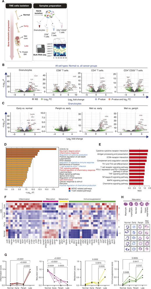 Temporal and spatial profiling of bone metastasis–infiltrated leukocytes. A, Experimental design of RNA-seq of granulocytes, T helper, T cytotoxic, and Treg cells from distinct metastatic stages, metastatic core or peripheral BM. B and C, Volcano plots of significantly altered genes P < 1e-06; logFC>2; in normal versus all cancer groups from all 4 cell types (B) and in granulocytes from different comparisons (C). D–F, Analysis of granulocytes isolated from peripheral BM versus metastatic core: D, TRRUST analysis of enriched pathways; E, selection of enriched pathways in granulocytes: GSEA from KEGG pathways enrichment analysis. F, Heat maps of signature genes from inflammation, maturation, metabolism, and immunosuppression pathways in granulocytes. G, Temporal quantification of gene signature scores presented in F. P values were calculated using Tukey multiple comparisons test. H, Representative H&E images of granulocytes from normal BM or 4T-Bone–injected mice at early or late metastatic stages, isolated by FACS and Cytospin. Illustrations were created with BioRender.com.