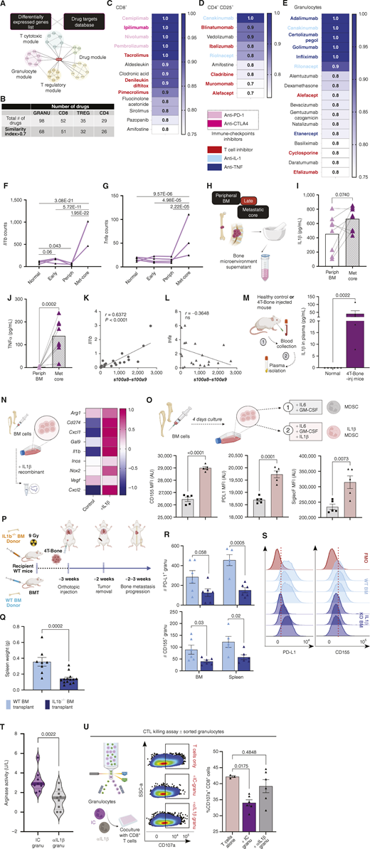IL1β is a potential target to inhibit immunosuppressive granulocytes. A, Illustration of SAveRUNNER analysis. B, Numbers of identified potential drugs by crossing transcriptome data with drug targets. C–E, Selection of drugs targeting dysfunctional CD8+ T cells (C), Tregs (D), and granulocytes (E). Gene expression of Il1b (F) and tnfa (G) in granulocytes during breast cancer bone metastatic progression. n = 4 for normal, early and periph and n = 3 in met-core; Statistics were generated using the adjusted P values from the DEseq2 analysis. H, Illustration of bone microenvironment supernatant preparation for ELISA. I, IL1β and (J) TNFα protein levels in peripheral BM and metastatic core. Dots represent separate biological repeats (n = 8 mice). Line links between peripheral BM and specific met-core sample. P values were calculated using a two-tailed Mann–Whitney test. K, Correlation between expression of il1b and the granulocytic markers s100a8 and s100a9 in bones (r = 0.8611, P < 0.0001 and r = 0.7294, P < 0.0002 for s100a8 and s100a9, respectively). L, Correlation between tnfa and s100a8 and s100a9 expression in bones (r = −0.3177, ns; r = −0.3974, ns for s100a8 and s100a9, respectively). K and L, n = 21 mice. M, IL1β protein level in plasma of normal or 4T-Bone–injected mice (n = 6 and 5 mice for normal and 4T-Bone, respectively). For K and L, two-tailed Pearson correlation was calculated. N, Average Z-score of gene expression of immunosuppressive gene signature in BM cells following incubation with 20 ng/mL recombinant IL1β. n = 4 biological repeats. O, Quantification of CD155, PD-L1, and SiglecF MFI from in vitro generated MDSC ± IL1β. P values were calculated using a two-tailed unpaired t test. P, Experimental design of BMT experiment presented in Q–S, Lethally eradiated WT recipient mice received WT or IL1β−/− whole BM, followed by orthotopic injection of 4T-Bone and resection of primary tumor. At late metastatic stages, BM and spleens were analyzed (n = 6 mice per group). Q, Spleen weight. Error bars represent SEM, P value was calculated by two-tailed Mann–Whitney test. R, Absolute numbers of PD-L1+ and CD155+ granulocytes in BM and spleen from mice transplanted with IL1β−/− BM or WT BM. Error bars represent SEM, P value was calculated by multiple t tests. S, Representative FMO histograms of PD-L1 and CD155 expression on granulocytes in BM from mice transplanted with WT BM t (light blue) or IL1β−/− BM (red). T, Arginase activity in granulocytes isolated from the BM of 4T-Bone–injected mice treated with 5 doses of αIL1β neutralizing antibody or isotype control following primary tumor resection. P values were calculated with a two-tailed unpaired t test. U, CTL killing assay: activated CD8+ T cells were cocultured for 24 hours w/wo granulocytes isolated from the BM of αIL1β/IC-treated mice. Representative histogram and quanti- fication of the % of CD107a+ CTLs. P values were calculated by performing a one-way ANOVA multiple comparisons test. Illustrations were created with BioRender.com.