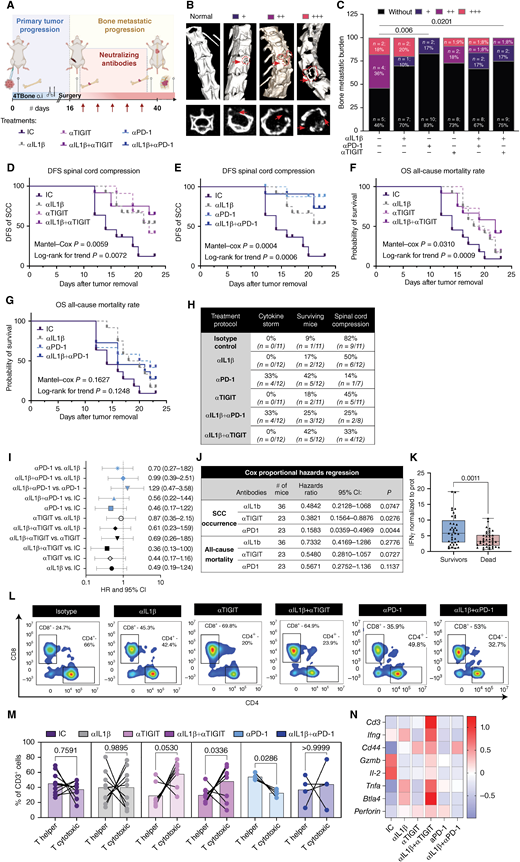 Combining IL1β neutralization with ICB attenuates breast cancer bone metastasis. A, Experimental scheme: following orthotopic injection of 4T-Bone cells and primary tumor resection, mice were treated with neutralizing antibodies or appropriate isotype control every 72 hours. Bone metastasis was monitored by CT imaging and clinical symptoms. B, Representative CT scans of spinal columns showing bone destruction at different degrees of severity (+ for one small osteolytic lesion, ++ for multiple osteolytic lesions, and +++ for extensive bone destruction). C, Quantification of overall incidence of bone metastasis analyzed by CT imaging. P values were calculated using two-tailed X2 test. Treated 4T-Bone–injected mice were assessed for disease-free survival (DFS; D and E) referring to the absence of spinal cord compression (SCC) and for overall survival (OS; F and G). n = 11, 10, 12, 11, 12 and 12 mice in control, αIL1β, αPD-1, αTIGIT, αIL1β + αPD-1 and αIL1β + αTIGIT, respectively. H, Incidence of immune-related events (cytokine storm), surviving mice and SCC in all mice. I, Forest plot of log-rank hazard ratio (HR) and 95% confidence interval (CI) in all treatments. J, Cox proportional hazard regression analysis for both SCC occurrence and all-cause mortality for each treatment. K, ELISA of IFNγ protein levels in BM and bone metastatic lysate. IFNγ levels are normalized to total protein levels. n = 37 and 41 for survivors and dead mice, respectively. Mann–Whitney test was performed. Dots represent separate biological repeats. P values were calculated using two-tailed Mann–Whitney test. L, Representative dot plots of bone metastasis–infiltrated CD4+ T helper and CD8+ T cytotoxic cells, gated from CD3+. M, Quantification of L; n = 10, 9, 4, 7, 9, and 4 mice in control, αIL1β, αPD-1, αTIGIT, αIL1β + αPD-1, and αIL1β + αTIGIT, respectively. Kolmogorov–Smirnov test was performed for each treatment. N, Heat map of T-cell activation gene signature in bone metastases. Illustrations were created with BioRender.com.