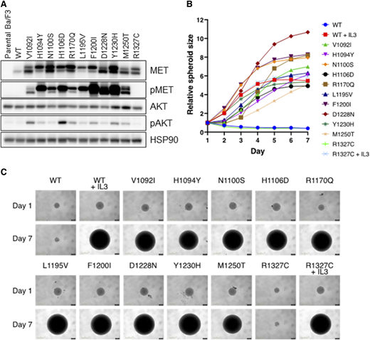 In vitro analysis of oncogenic potential of MET TKD mutations in Ba/F3 cells. A, Phosphorylation of MET and AKT was analyzed in Ba/F3 cells stably transduced with MET TKD mutants. B, IL-3-independent cell proliferation of Ba/F3 cells expressing MET TKD mutants, shown by relative spheroid size measured daily from day 1 to day 7. C, Spheroid images of Ba/F3 cells expressing MET TKD mutants taken on day 1 and day 7. Ba/F3 cells expressing MET WT and R1327C were also cultured in media containing IL-3.