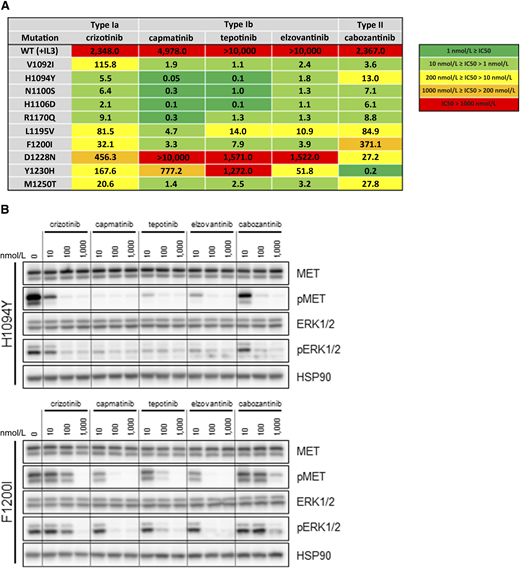 Sensitivity of MET TKD mutants to MET TKIs. A, IC50 values of Ba/F3 cells expressing MET TKD mutants in response to MET TKIs. Ba/F3 cells expressing MET WT and cultured in media containing IL-3 are shown as control (first row). B, Western blot analysis of Ba/F3 cells expressing MET H1094Y and F1200I in response to MET TKIs.