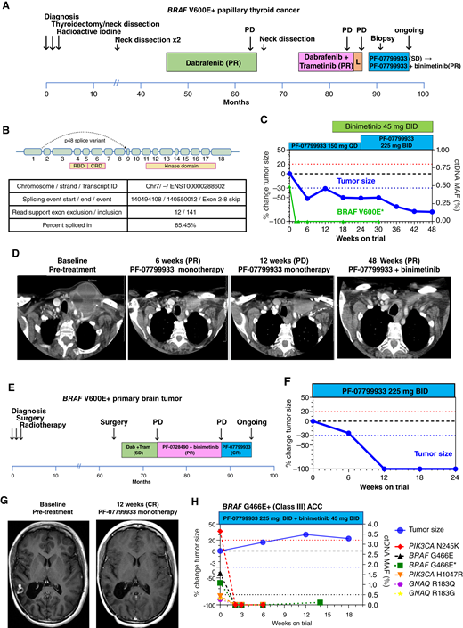 experiments vivo PF-07799933 overcomes de novo and acquired resistance and intracranial progression in patients with BRAF-mutant cancer. A, Previous therapies (best overall response to each systemic therapy shown in parenthesis) and timing of lymph node biopsy that showed a p48 splice variant for a patient with BRAFV600E+ papillary thyroid cancer. B, Structure of the BRAF p48 in-frame BRAF splice-variant detected by tumor mRNA analysis. The table shows details of the spliced mRNA identified in 15% of all BRAF transcripts in a biopsy sample with 13% V600E MAF (Supplementary Table S5), likely representing the acquisition of the splice variant in cis in all V600E transcripts. C, Change in the sum of longest tumor diameters of target lesions (blue, normalized to baseline) and in BRAFV600E ctDNA (green). Note: ctDNA assay cannot detect splice variants in mRNA. Imaging for weeks 36 to 48 was obtained after the data cutoff. D, Images of a large left neck target lesion mass during treatment. E, Previous therapies for a patient with a BRAFV600E+ primary brain tumor. PF-07284890 is an investigational, brain-penetrant BRAF monomer inhibitor. F, Change in the sum of target lesion diameters (no ctDNA was detected in this patient). G, Images of a right temporal lobe target lesion during treatment. H, Change in the sum of the longest tumor diameters and mutations detected in ctDNA for a patient with BRAFG466E-mutant ACC. * indicates BRAFV600E or BRAFG469A detected with BRAF gene-specific ctDNA assay. ACC, adenoid cystic carcinoma; CR, complete response; PR, partial response; SD, stable disease; PD, progressive; L, lenvatinib; MAF, mean allele frequency.