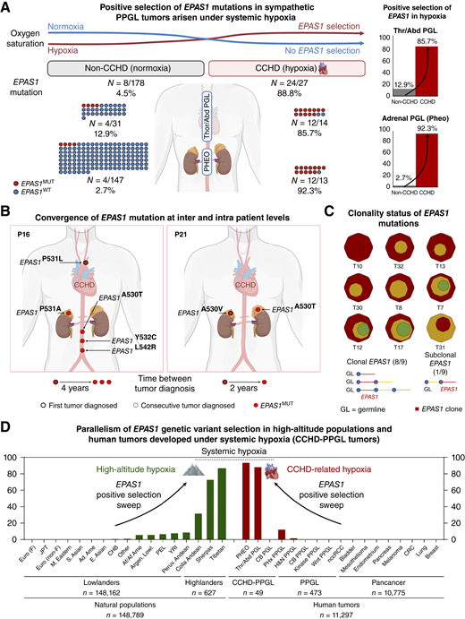 Convergent positive selection of EPAS1 genetic variant in hypoxia-developed PPGL tumors and high-altitude populations. A, Positive selection of EPAS1 mutations in our cohort of PPGL tumors from patients born with CCHD and systemic hypoxia (24/27, 88.8%, right side) compared with those without (non-CCHD cohort from the TCGA, 8/178, 4.5%, left side). Red circle: EPAS1MUT (EPAS1-mutated); blue circle: EPAS1WT (EPAS1-WT). Considering tumor location, EPAS1 mutations were highly enriched in thoracic and abdominal paraganglioma (PGL) from patients with CCHD compared with non-CCHD (85.7% vs. 12.9%) and in pheochromocytomas (Pheo) from patients with CCHD compared with non-CCHD (92.3% vs 2.7%). B,EPAS1 mutational convergence in patients with multiple primary CCHD-PPGLs. Patient 16 (left) developed five independent primary tumors. The first PGL tumor was diagnosed in the mediastinum of the patient at 29 years of age; 4 years later, the patient developed three periaortal paragangliomas and a right pheochromocytoma, each carrying a different EPAS1 missense mutation (A530T, P531A, P531L, Y532C, and L542R). Patient 21 (right) developed metachronous bilateral pheochromocytoma (the first at 32 years of age) within a 2-year period, and each tumor carried a different EPAS1 mutation (named A530V and A530T). Patient 1 (not shown) presented with an EPAS1WT carotid body and 2 months later was diagnosed with a left pheochromocytoma that harbored an EPAS1 mutation (P531S). Bold outline circle: first tumor diagnosed; black outline circle: consecutive tumors diagnosed; red circle: EPAS1MUT. C, Clonality analysis of EPAS1 mutations in CCHD-PPGL tumors: 8/9 (88%) tumors harbored an EPAS1 clonal mutation with a median CCF of 0.99, Supplementary Figs. S3 and S4; Supplementary Tables S3–S5. The clone in which EPAS1 mutation is included is represented in red. D, Allele frequencies of EPAS1 genetic variants for different populations living in high- and low-altitude regions (left side, in green) and for different tumor type cohorts from patients with normoxia from publicly available cancer genomics databases and for PPGL tumors from patients with CCHD developed under hypoxia (right side, in red color). The figure displays a representation of the entire cohort of individuals and tumor samples analyzed, listed in Supplementary Table S6. Functional EPAS1 genetic variants are extremely positively selected exclusively in natural populations that are genetically adapted to high-altitude hypoxia (up to 87% in Tibetans) and in sympathetic PPGL tumors from patients with CCHD born with hypoxia (up to 90%). By contrast, EPAS1 variants are extremely rare and mostly absent in all lowlander populations and in cancer cohorts from patients with normoxia; non-CCHD sympathetic PPGLs harboring up to 4.5% of EPAS1 mutations were the exception. These results strongly support systemic hypoxia as a major driver of EPAS1 genetic variant–positive selection in natural populations and in human tumors (see Supplementary Table S6). Ad. Ame, admixed American; Af/Af Ame, African/American; Argen. Lowl., Argentinian lowlanders; CB, carotid body; CHB, Han Chinese in Beijing; CRC, colorectal cancer; E. Asian, East Asian; Euro (F), European (Finnish); Euro (non-F), European (non-Finnish); H&N, head and neck; JPT, Japanese in Tokyo; M. Eastern, Middle Eastern; nccRCC, non–clear-cell renal cell carcinomas; PEL, Peruvians residing in Lima; Peruv. Andean, Quechua Peruvian Andean highlanders; PHx, pseudohypoxia; PPGL, pheochromocytomas and paragangliomas; S. Asian, South Asian; Thr/Abd, thoracic/abdominal; YRI, Yoruba from Ibadan. (A and B, Created with BioRender.com.)